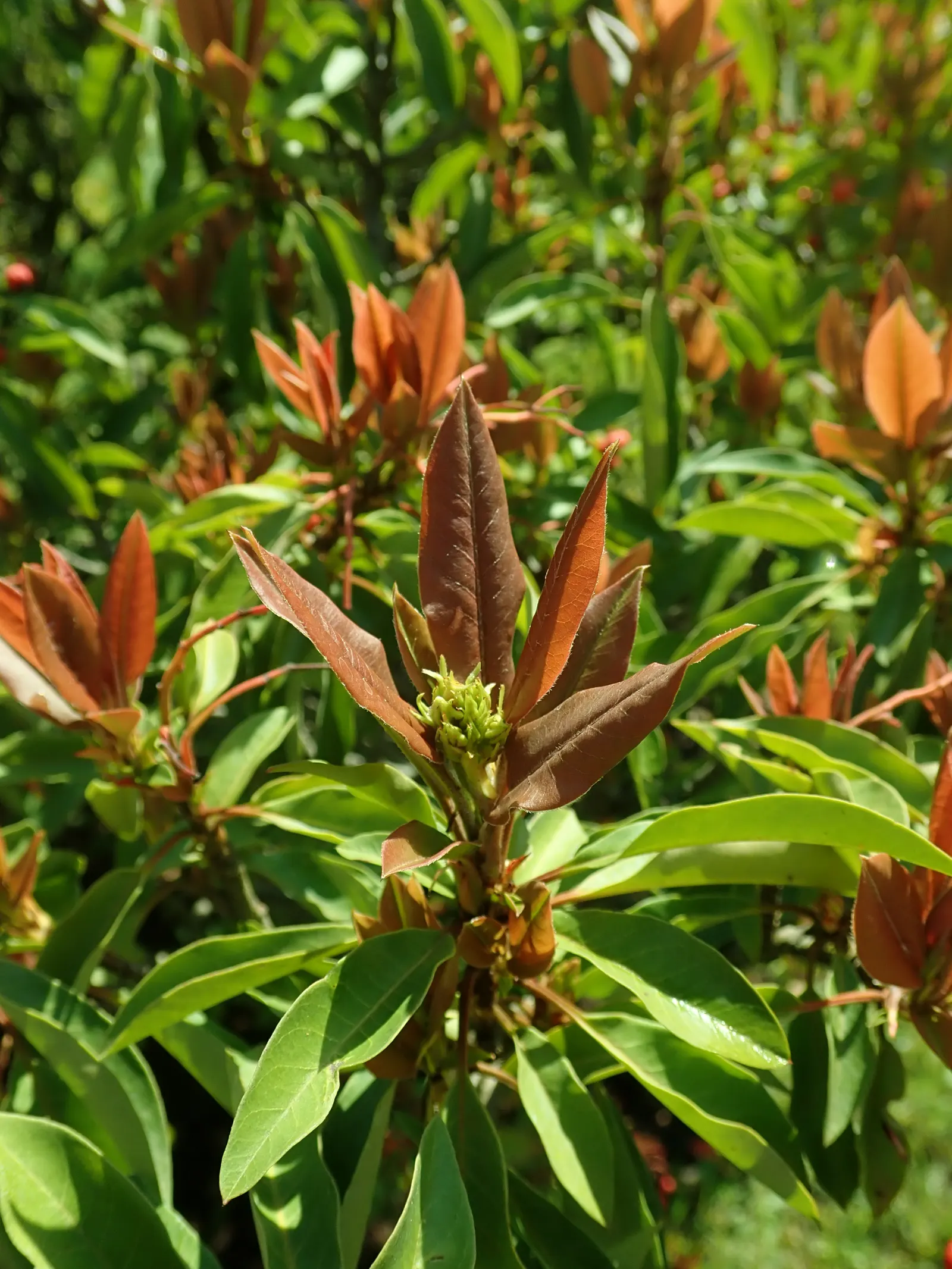 Chinese Photinia (Photinia Davidiana) — scientifically known as Photinia davidiana; preferring full sun to partial shade and well-drained soil