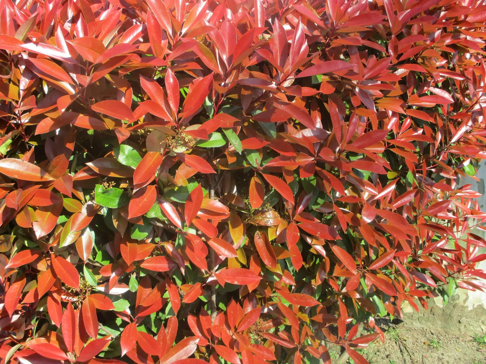 Chinese Photinia (Photinia Davidiana) — The plant is also known for its moderate growth rate and can be effectively utilized as a hedge; it boasts, image 66