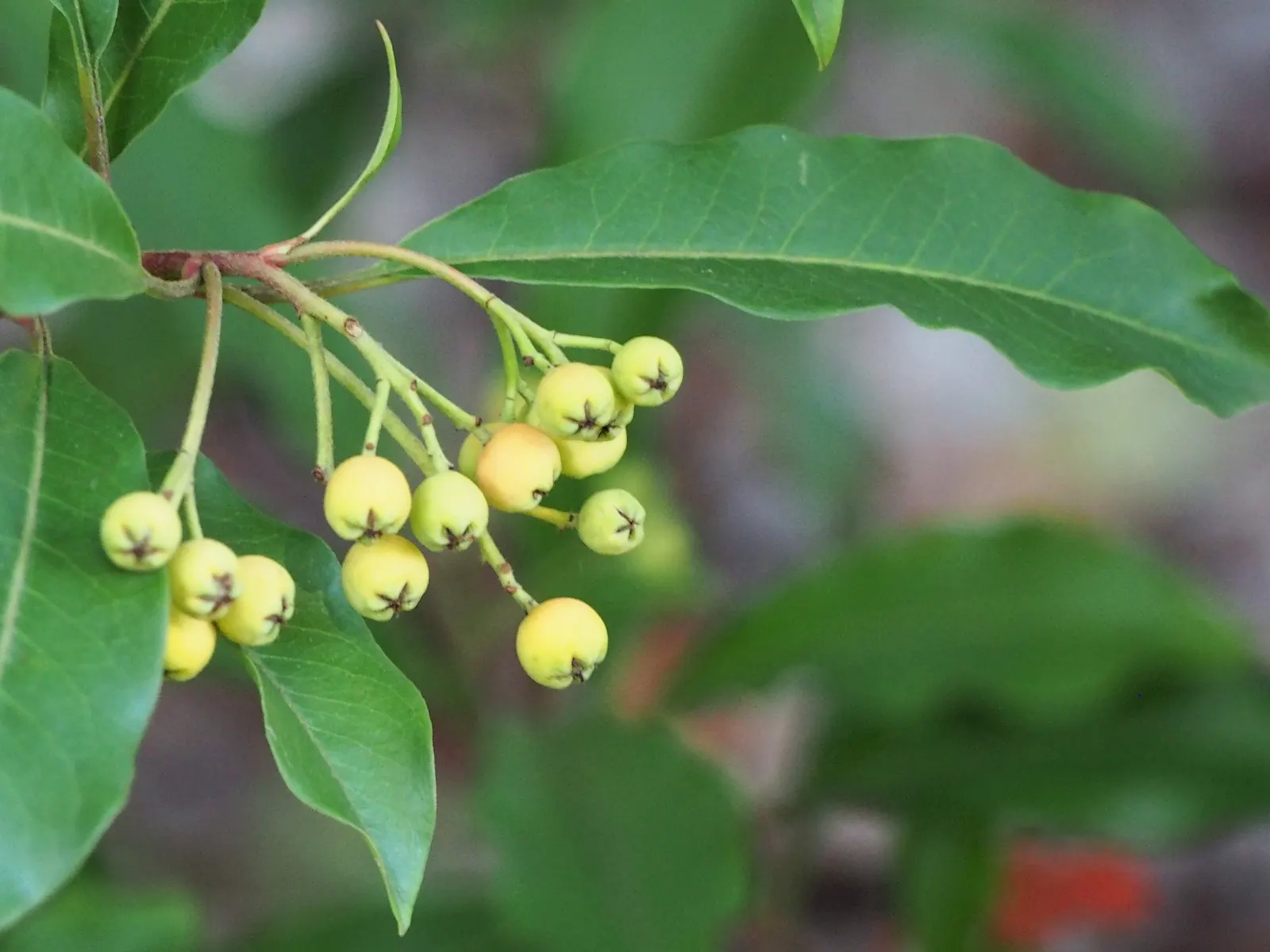 Chinese Photinia (Photinia Davidiana) — low-maintenance plant thrives in USDA zones 6-8; chinese Photinia (Photinia davidiana) is a versatile, image 52