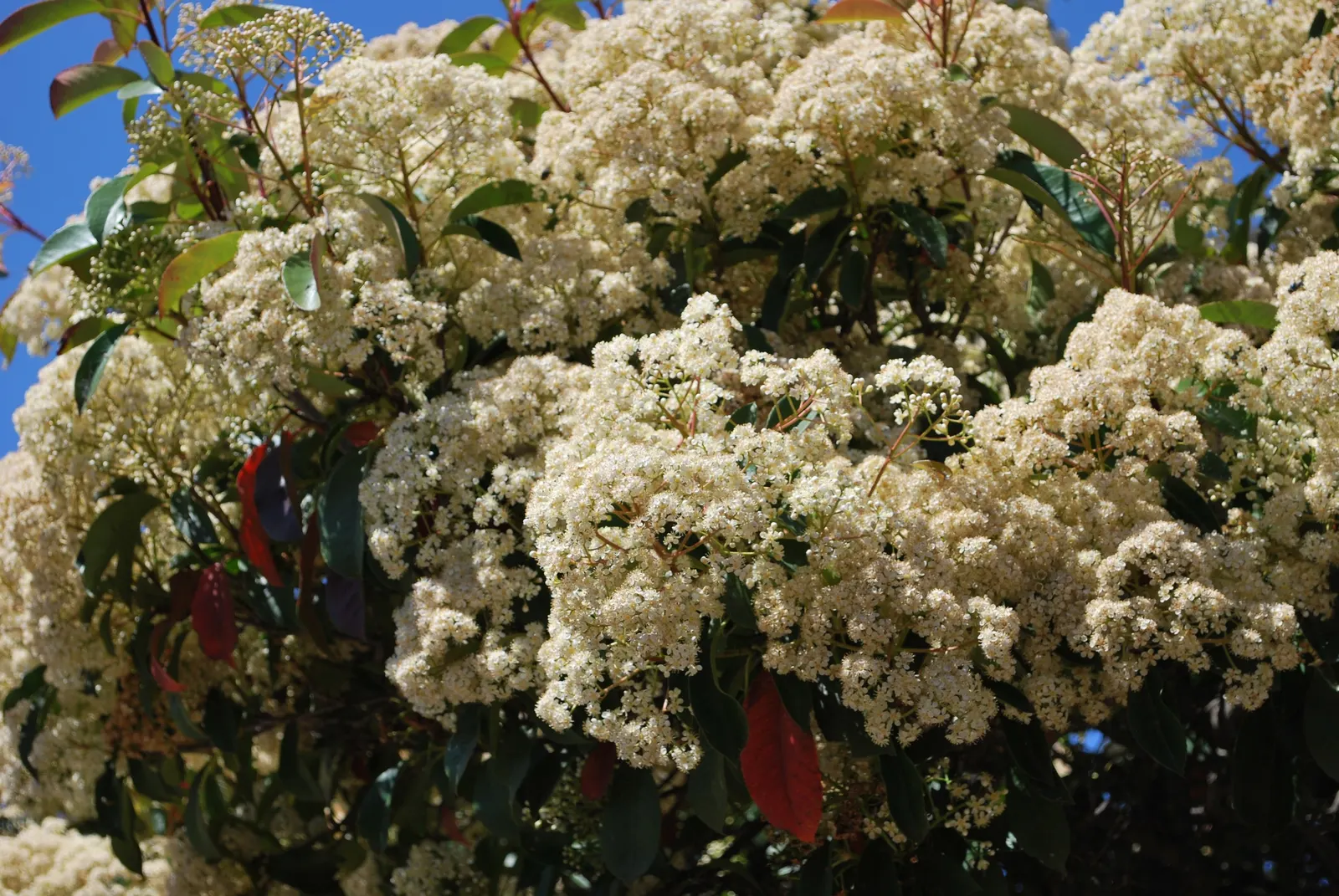 Chinese Photinia (Photinia Davidiana) — Chinese Photinia creates a rounded silhouette that is dense with oval leaves; growing to heights of 6-12 ft, image 59