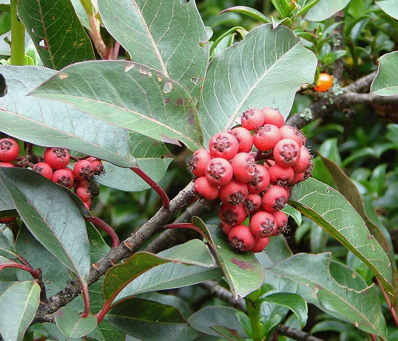 Chinese Photinia (Photinia Davidiana) — one can maintain the desired shape and promote vigorous; providing an ecological benefit to the local avian