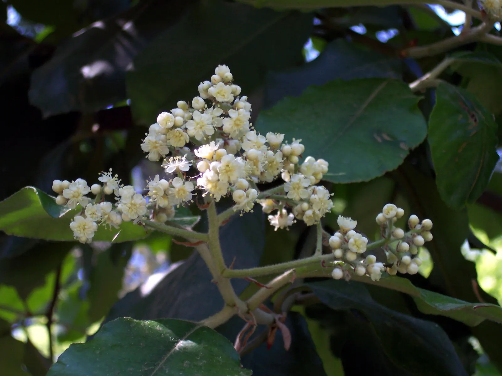 Chinese Photinia (Photinia Davidiana) — broadleaf evergreen / shrub for full or half; ensuring that Chinese Photinia remains a central feature in the landscape