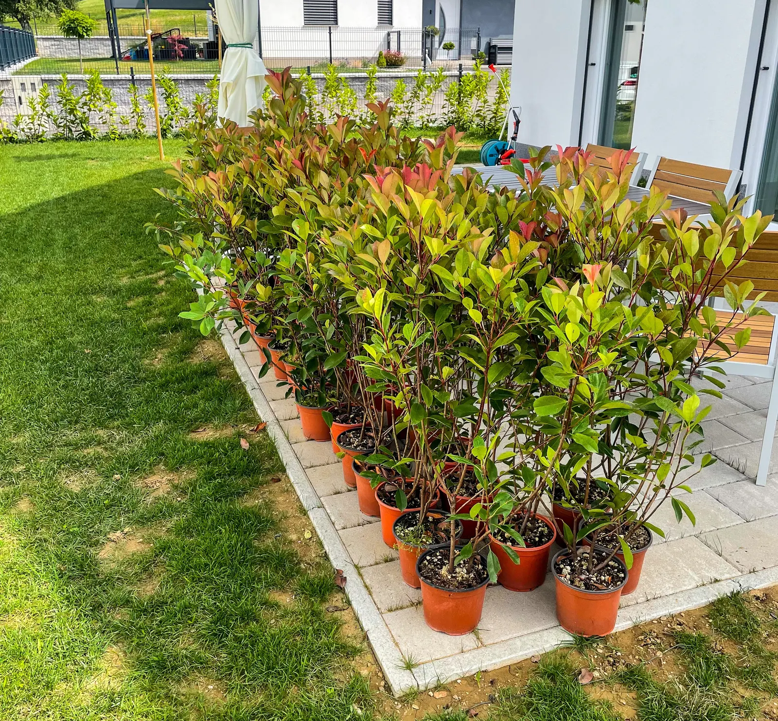 Chinese Photinia (Photinia Davidiana) — These red to blackish berries can attract an array of bird species to the garden; the plant becomes a beacon of