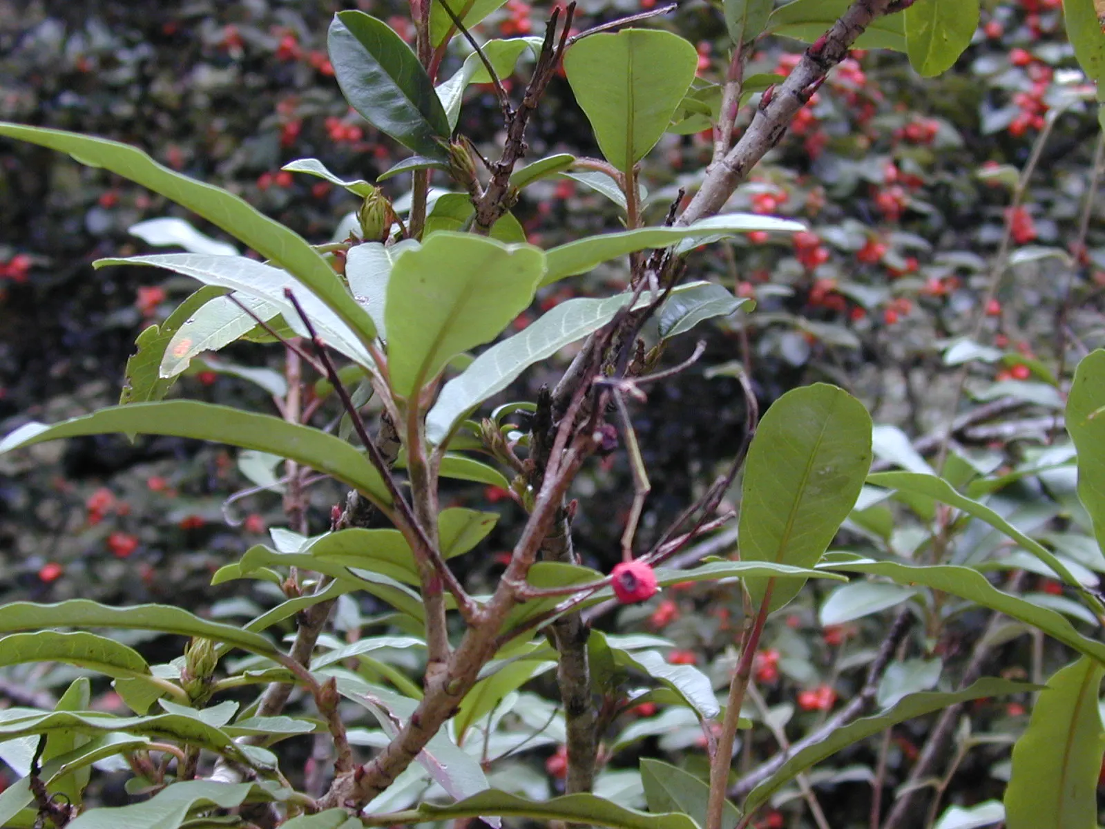 Chinese Photinia (Photinia Davidiana) — low-maintenance plant thrives in USDA zones 6-8; chinese Photinia (Photinia davidiana) is a versatile