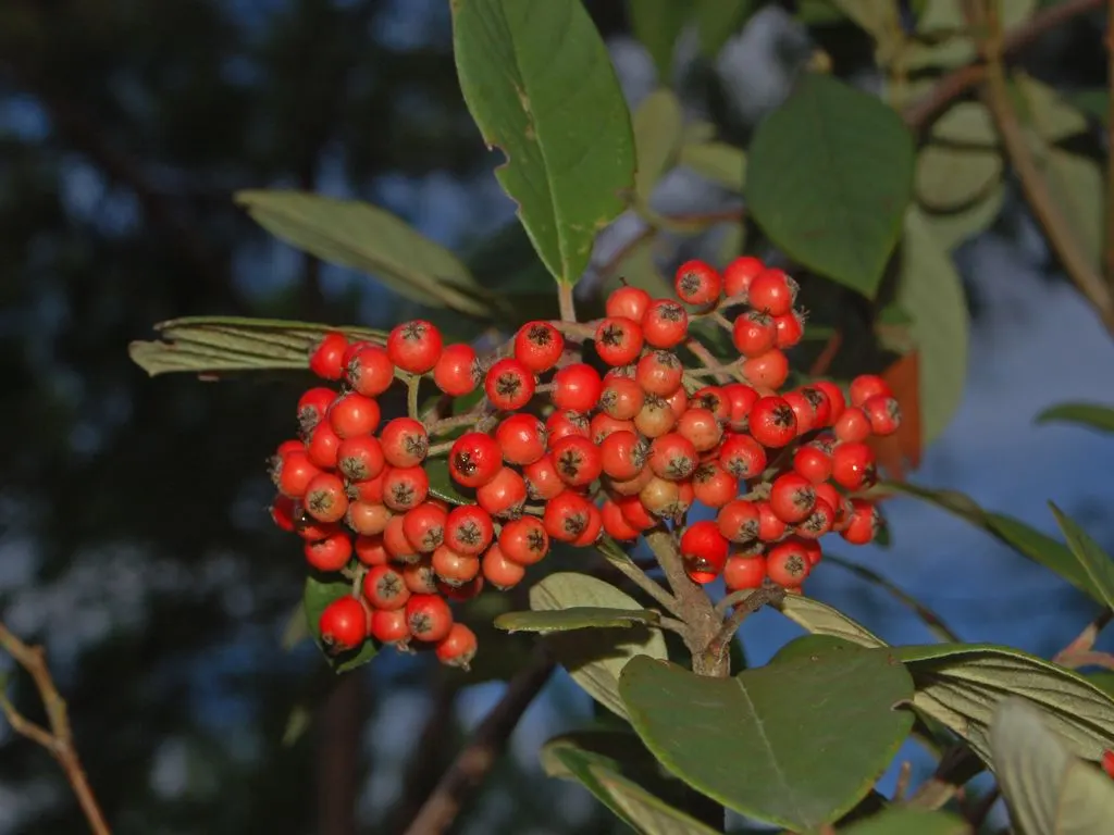 Chinese Photinia (Photinia Davidiana) — Chinese Photinia (Photinia davidiana) is a versatile