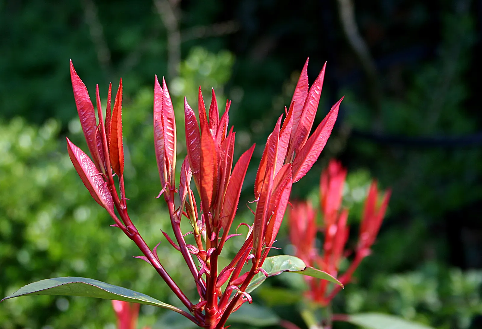 Chinese Photinia (Photinia Davidiana) — each grouping spanning approximately 2 to 3 inches across