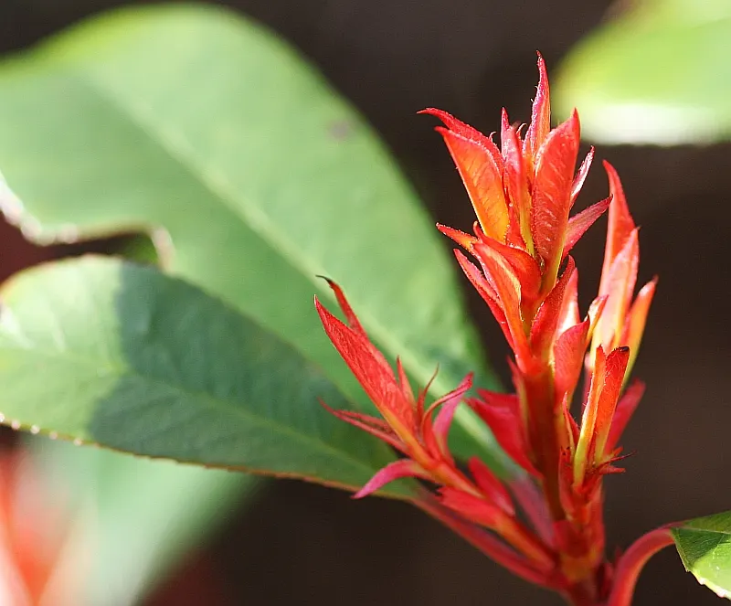 Chinese Photinia (Photinia Davidiana) — providing year-round interest with its textured foliage and berries