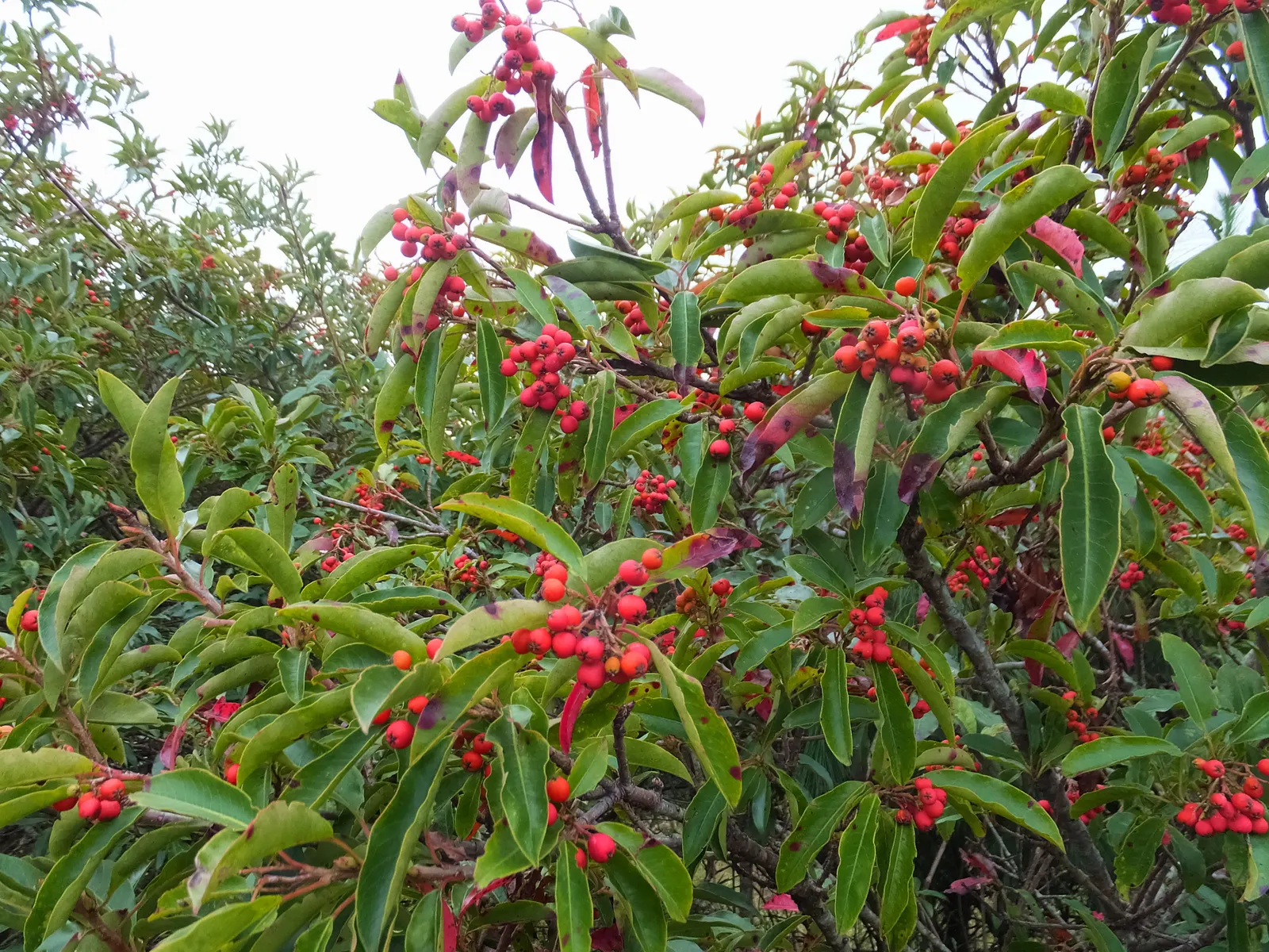 Chinese Photinia (Photinia Davidiana) — providing an ecological benefit to the local avian population.<br><br>For the landscape designer; one can, image 65