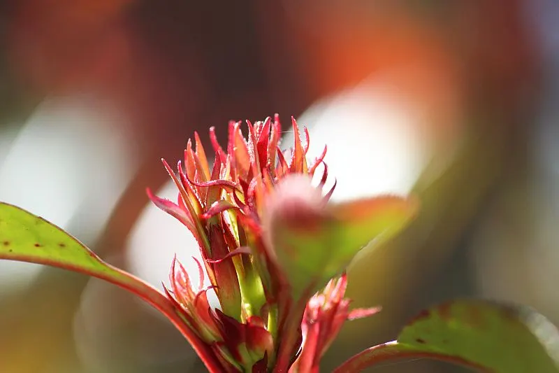 Chinese Photinia (Photinia Davidiana) — It boasts elliptical leaves and clusters of white blossoms in spring, developing red fruit by fall; the plant is also