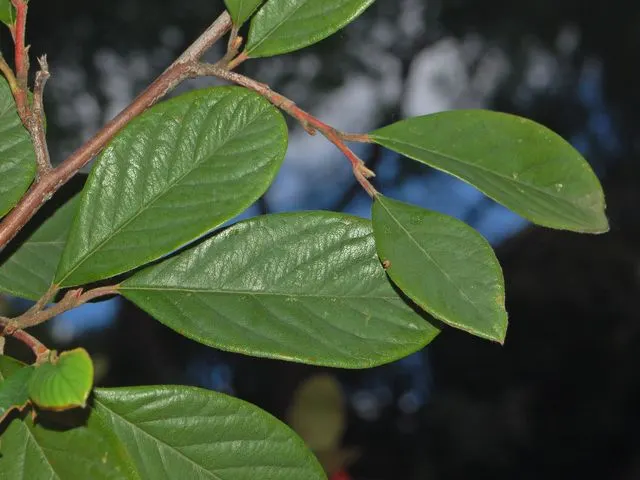 Chinese Photinia (Photinia Davidiana) — preferring full sun to partial shade and well-drained soil; scientifically known as Photinia davidiana