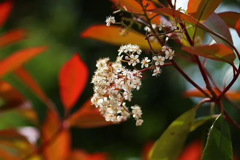 Chinese Photinia (Photinia Davidiana) — broadleaf evergreen / shrub with white blooms