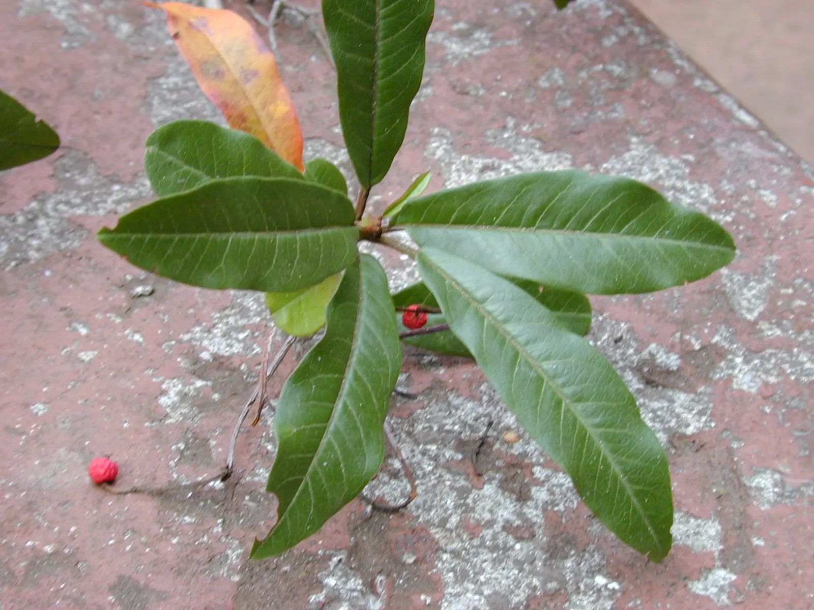Chinese Photinia (Photinia Davidiana) — spherical fruits adds further visual interest; it's excellent for hedges or as a specimen