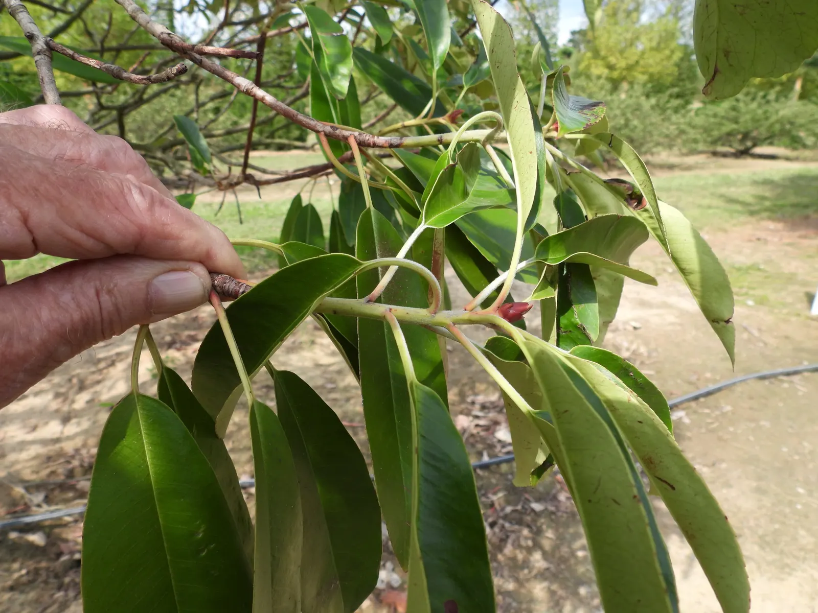 Chinese Photinia (Photinia Davidiana) — each grouping spanning approximately 2 to 3 inches across; broadleaf evergreen / shrub with white blooms