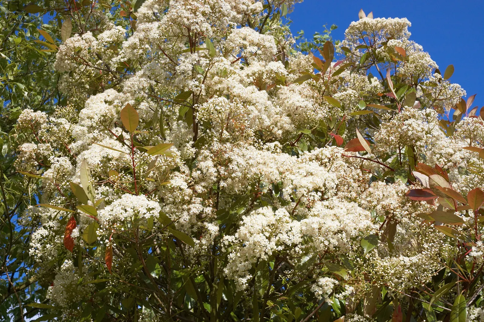 Chinese Photinia (Photinia Davidiana) — Chinese Photinia creates a rounded silhouette that is dense with oval leaves