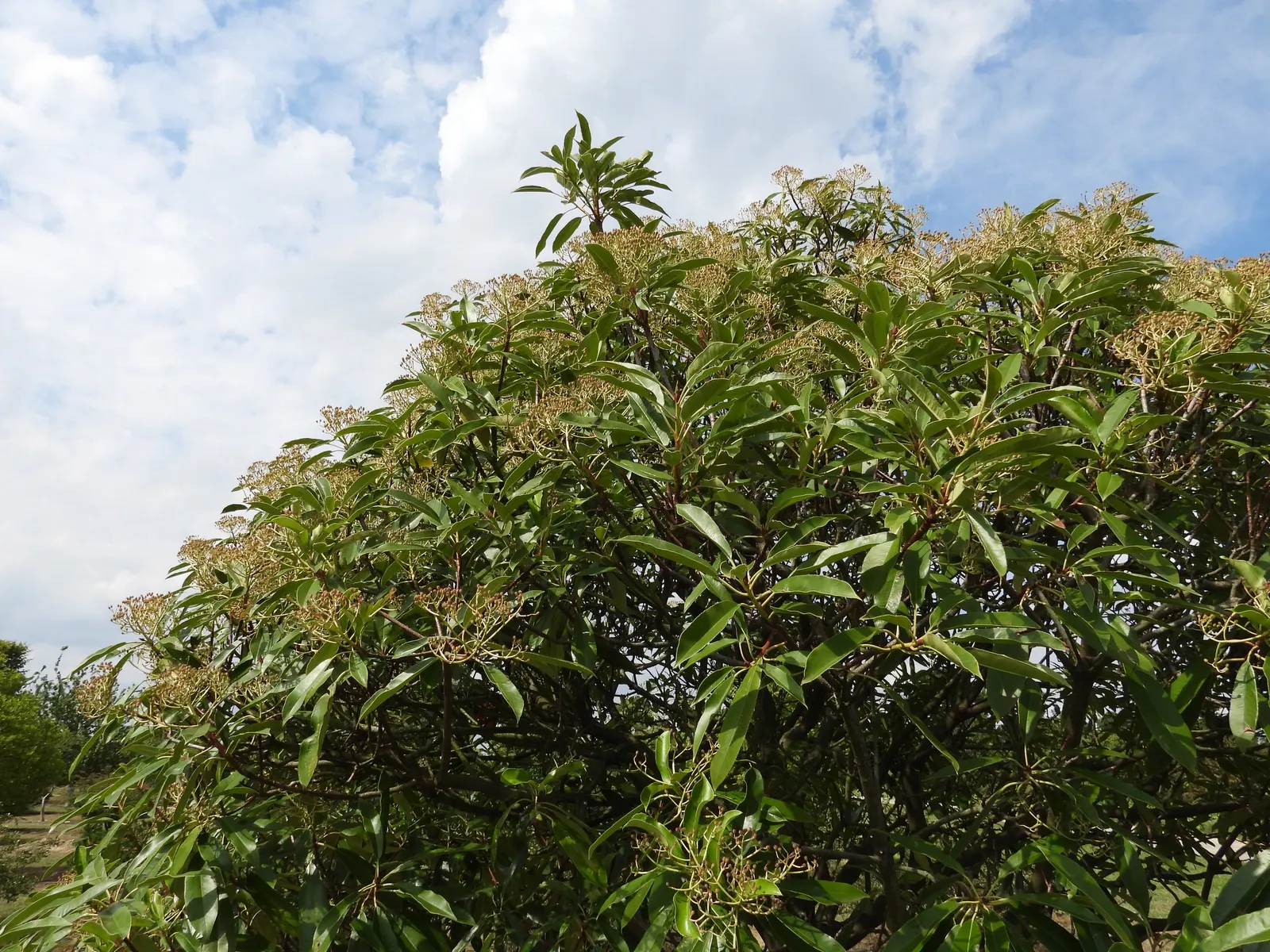 Chinese Photinia (Photinia Davidiana) — ensuring that Chinese Photinia remains a central feature in the landscape for years to come; broadleaf, image 69