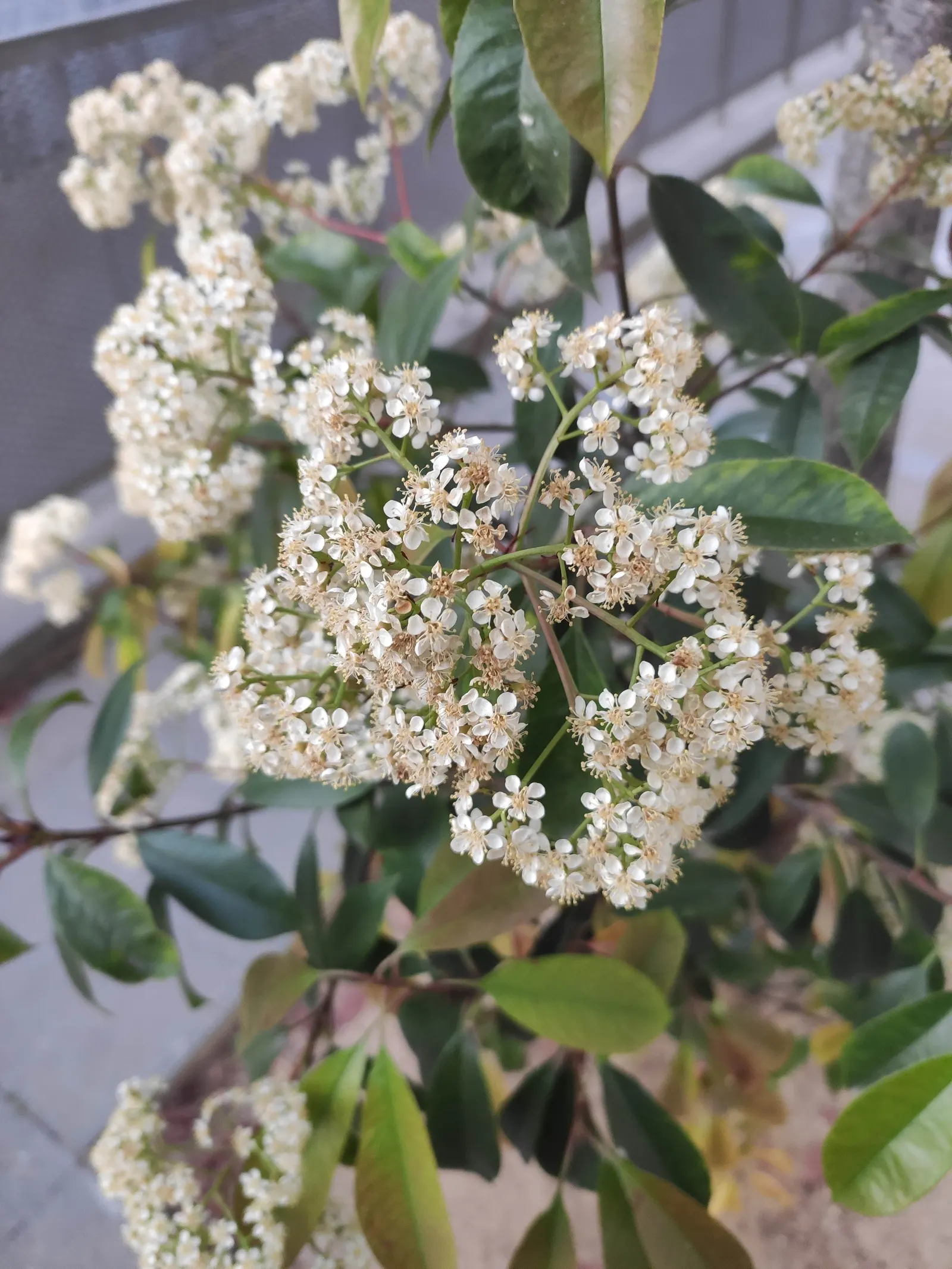 Chinese Photinia (Photinia Davidiana) — Chinese Photinia creates a rounded silhouette that is dense with oval leaves; growing to heights of 6-12 ft with a