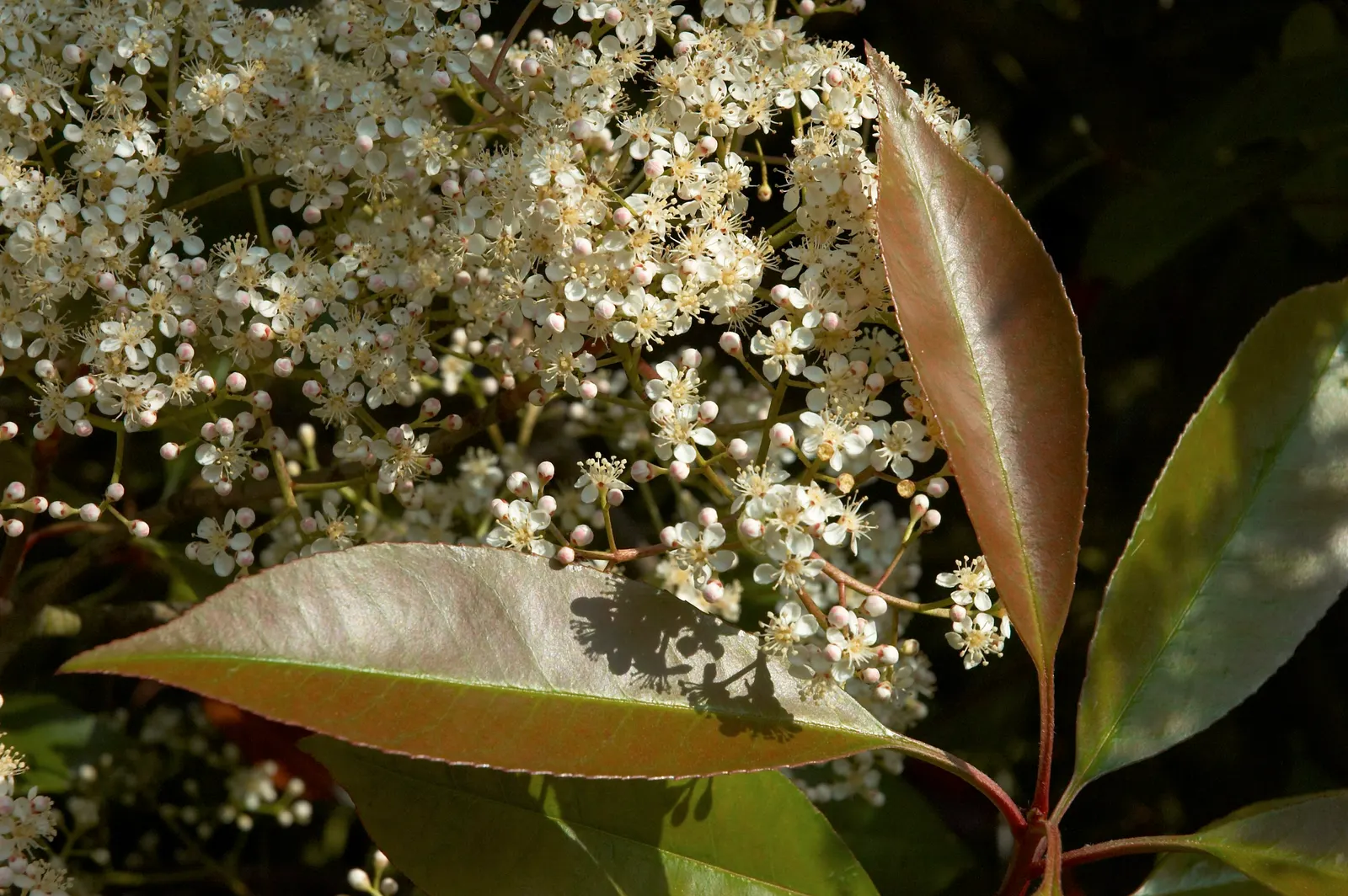 Chinese Photinia (Photinia Davidiana) — Chinese Photinia (Photinia davidiana) is a versatile; low-maintenance plant thrives in USDA zones 6-8
