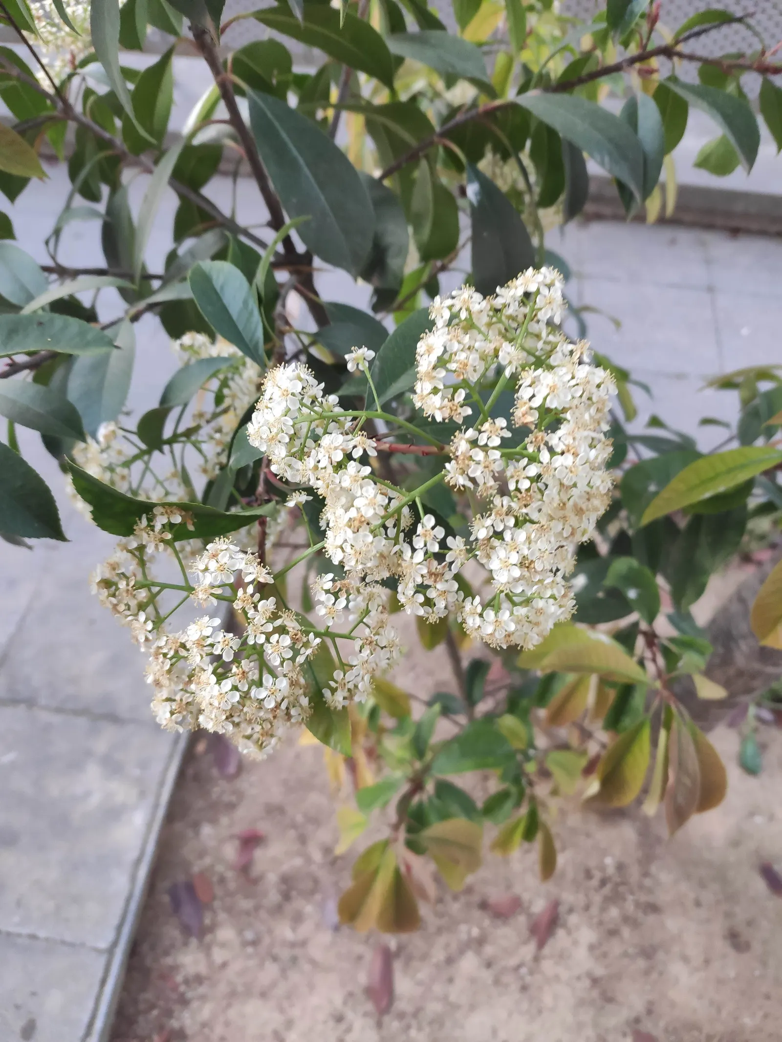 Chinese Photinia (Photinia Davidiana) — It's excellent for hedges or as a specimen; spherical fruits adds further visual interest
