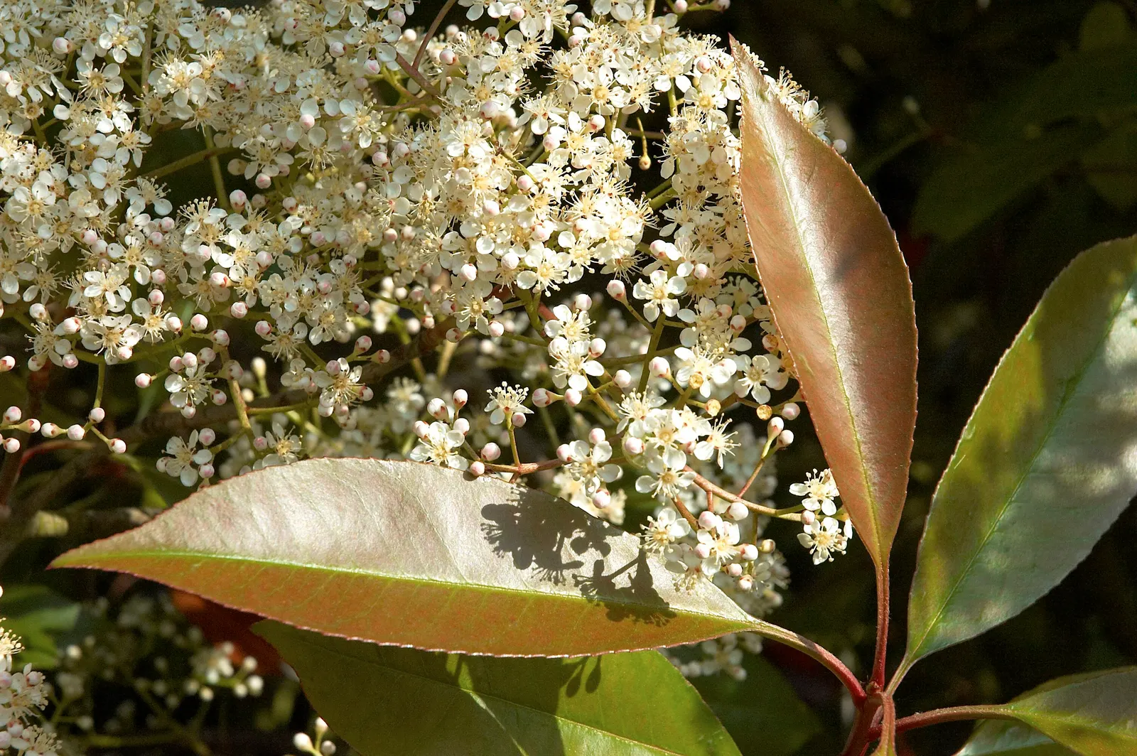 Chinese Photinia (Photinia Davidiana) — ensuring that Chinese Photinia remains a central feature in the landscape for years to come