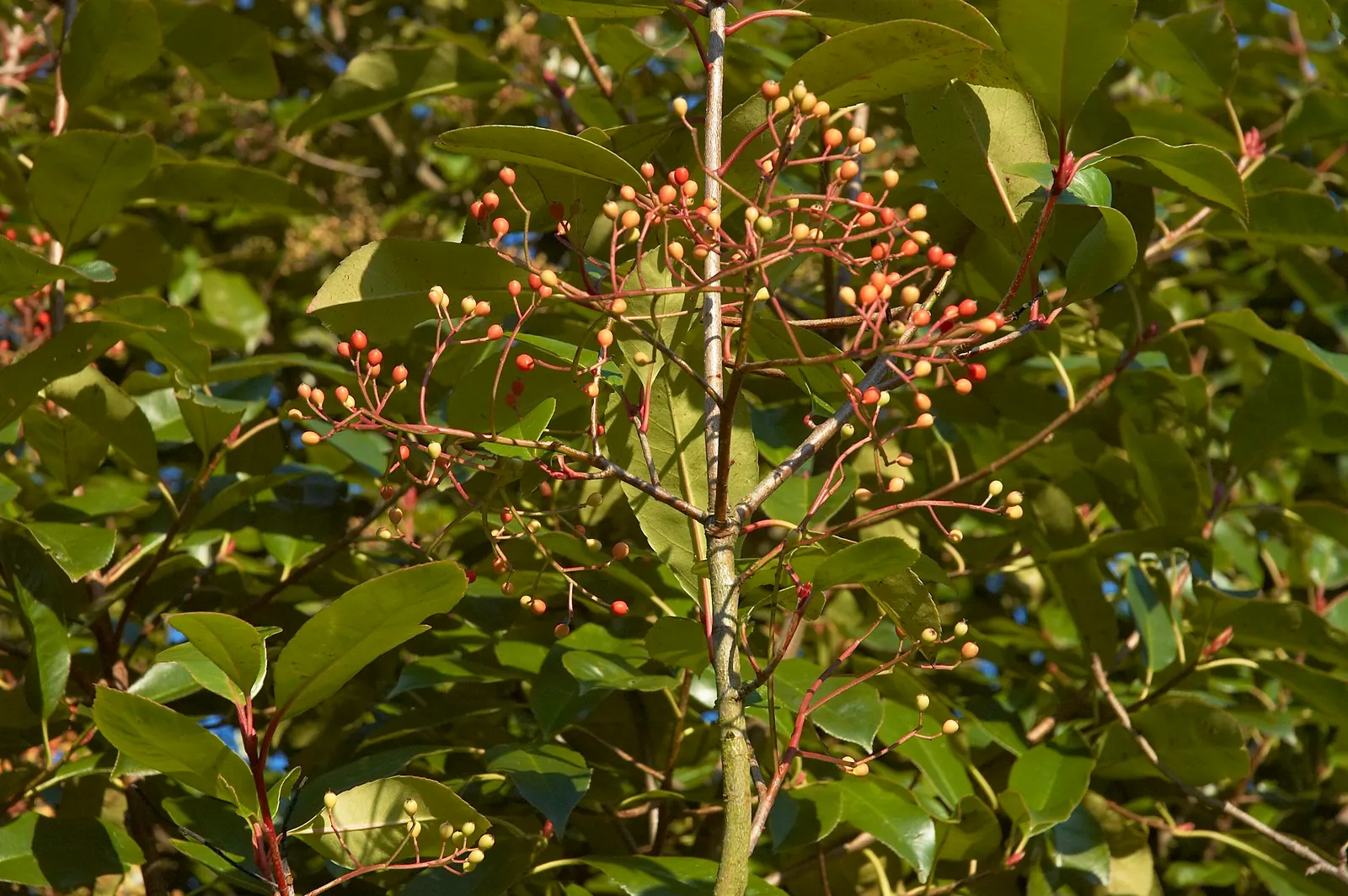 Chinese Photinia (Photinia Davidiana) — The plant is also known for its moderate growth rate and can be effectively utilized as a hedge