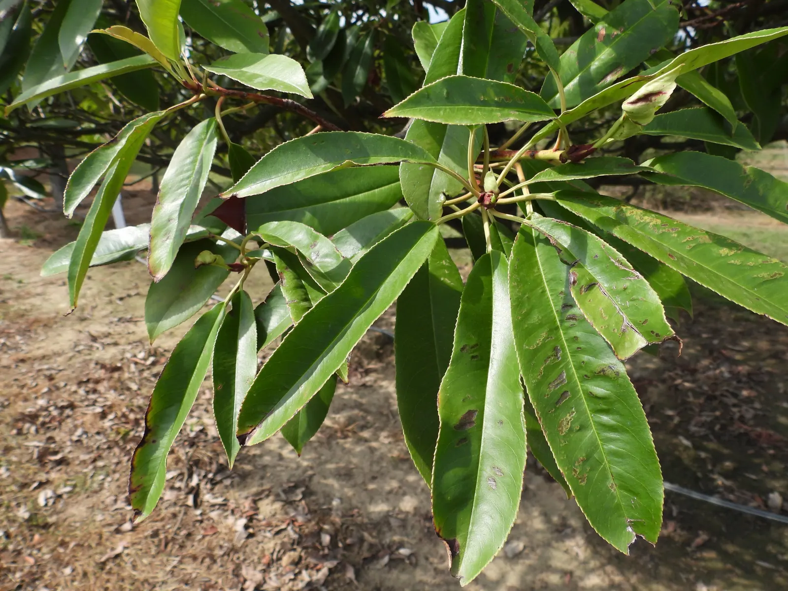 Chinese Photinia (Photinia Davidiana) — preferring full sun to partial shade and well-drained soil