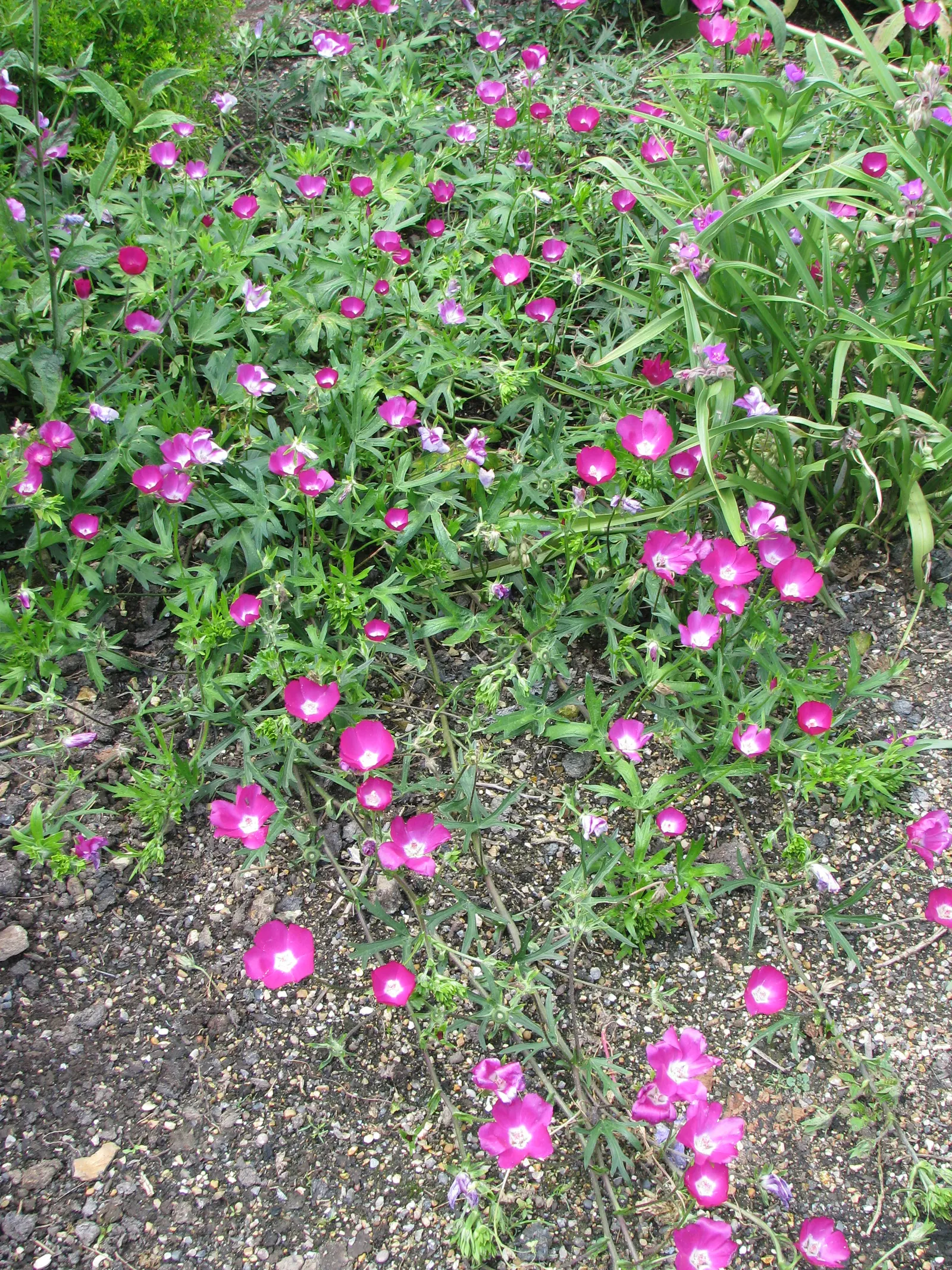 Poppy Mallow, Wine Cups (Callirhoe Involucrata) — cup-shaped magenta blossoms; this drought-resistant beauty thrives in USDA hardiness zones 4 through 8