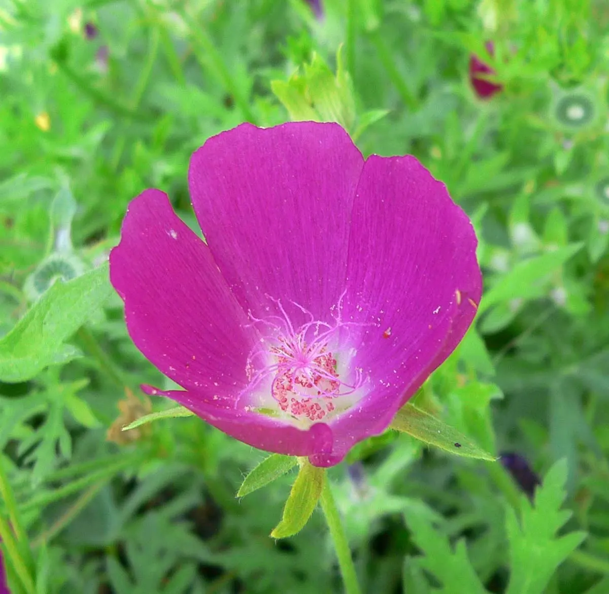 Poppy Mallow, Wine Cups (Callirhoe Involucrata) — multi-colored and pink and purple flowers in the garden; is an enchanting native perennial that graces many