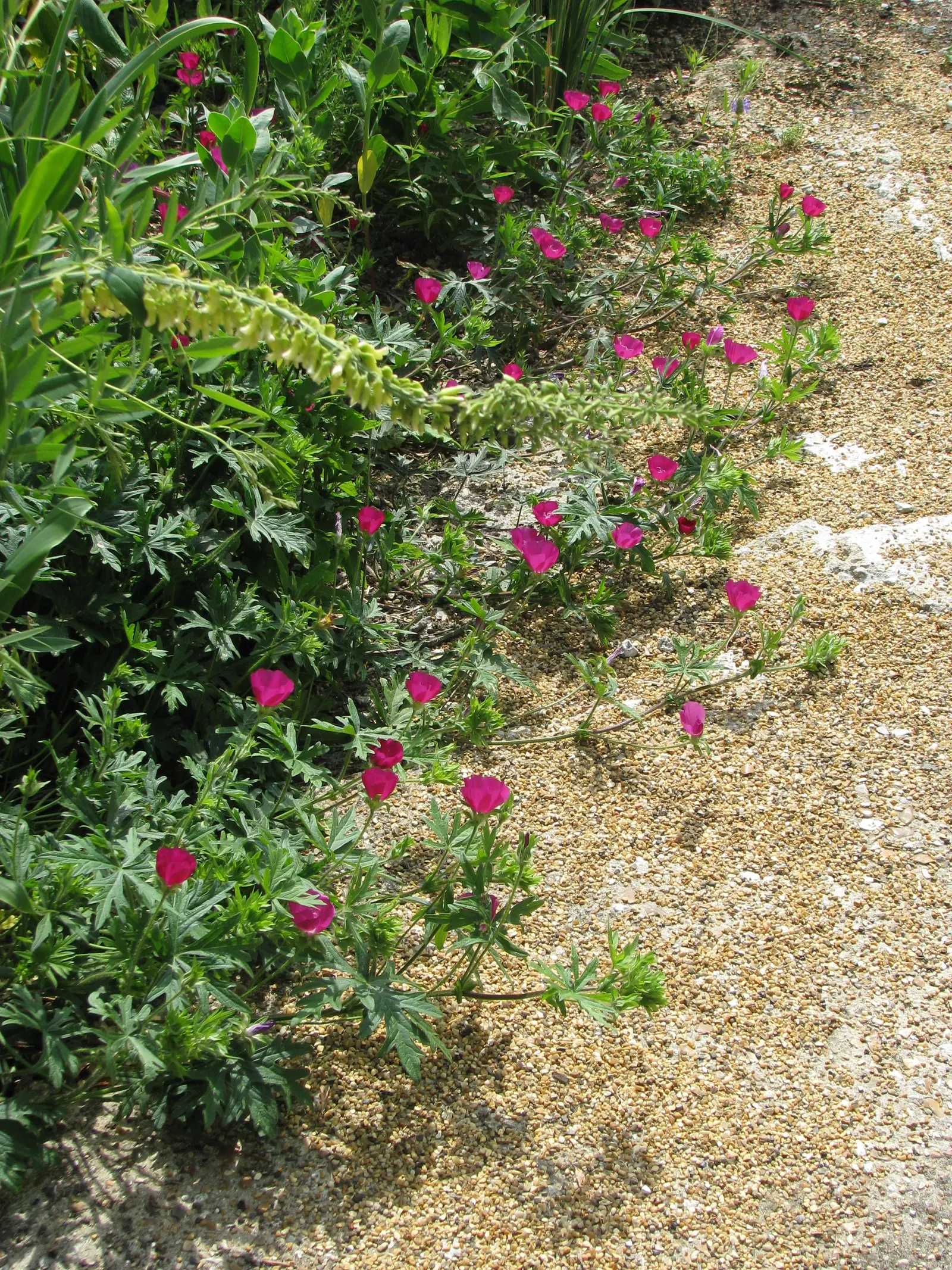 Poppy Mallow, Wine Cups (Callirhoe Involucrata) — Its trailing stems can spread 2-3 feet, adorned with deeply lobed green leaves; incorporate Wine Cups as a