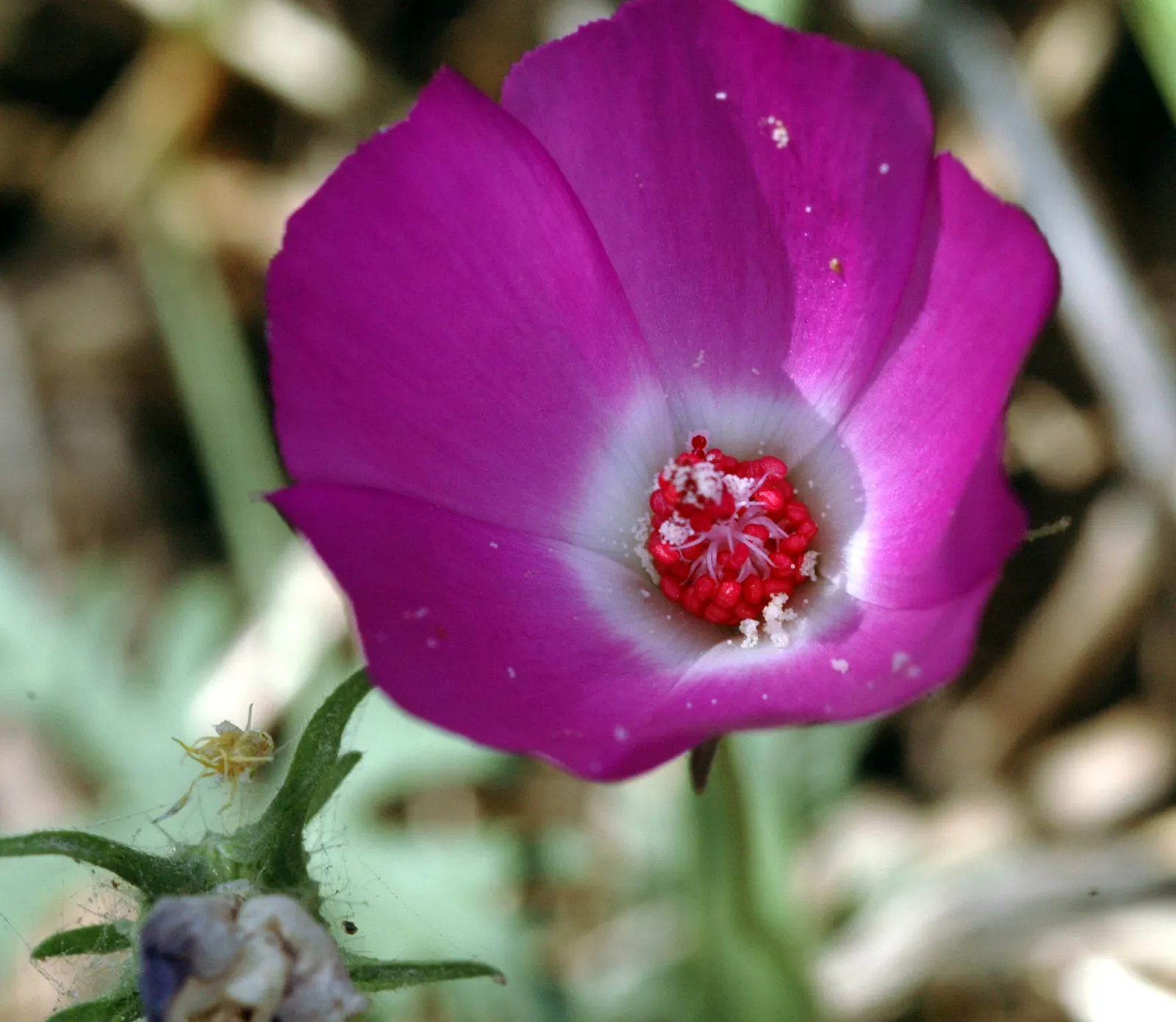 Poppy Mallow, Wine Cups (Callirhoe Involucrata) — adding dynamic color and texture to the garden