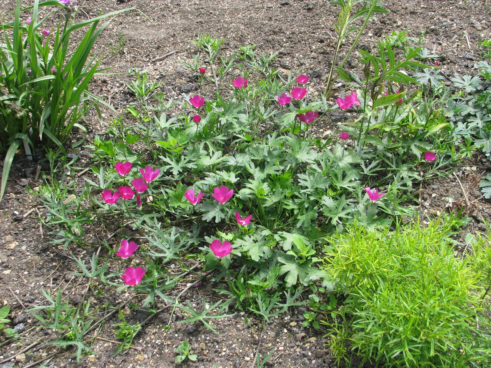 Poppy Mallow, Wine Cups (Callirhoe Involucrata) — This drought-tolerant native thrives in USDA zones 4-8, preferring full sun and well-draining soils; ground