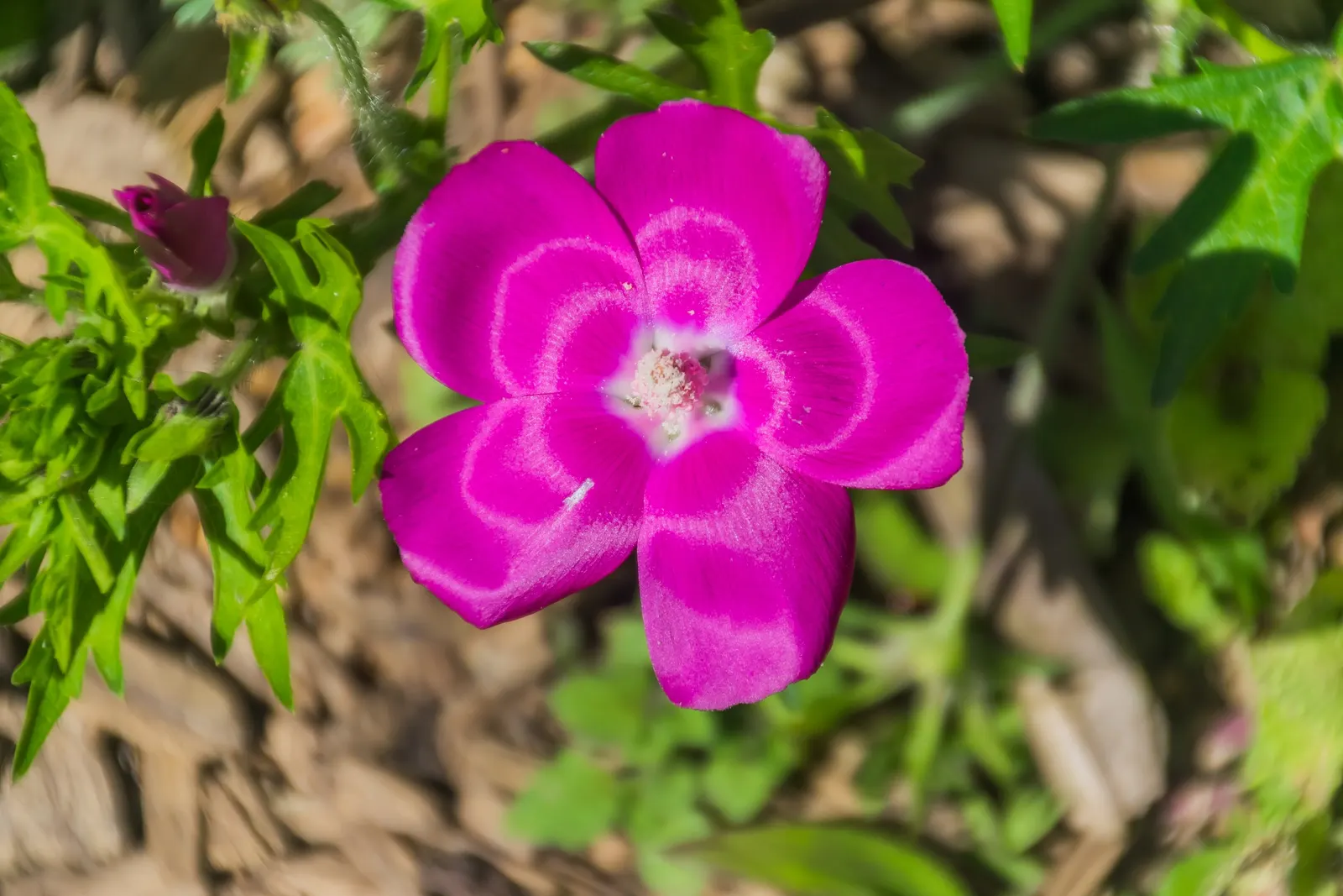 Poppy Mallow, Wine Cups (Callirhoe Involucrata) — provided there is good drainage