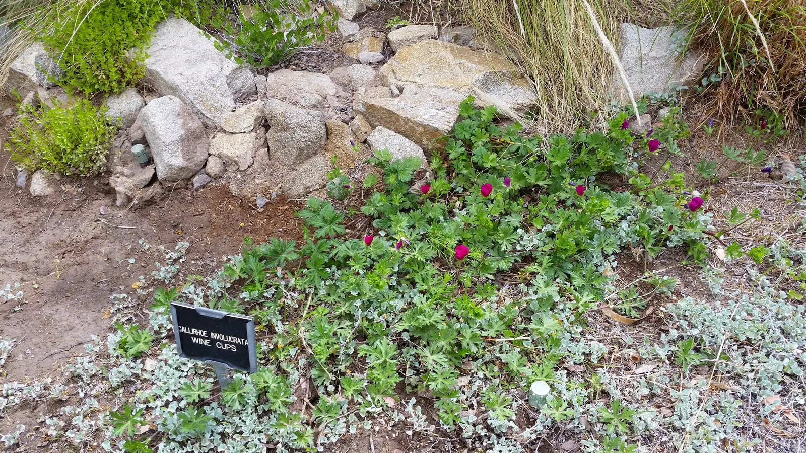 Poppy Mallow, Wine Cups (Callirhoe Involucrata) — Its deeply lobed, palmate leaves are rich green in color, creating a striking contrast against the soil