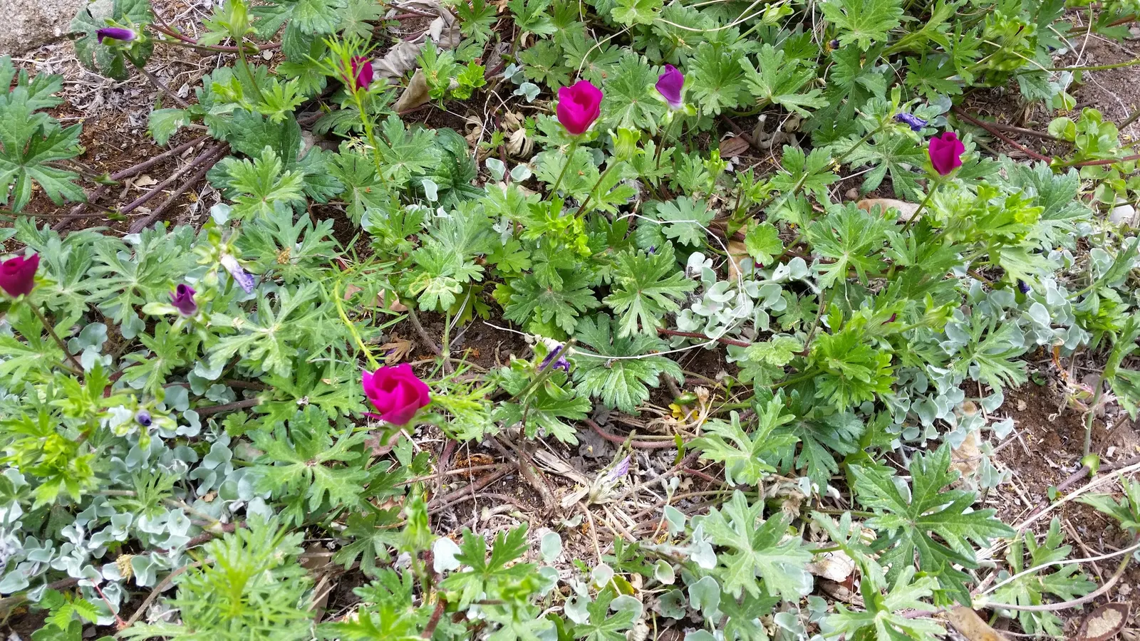 Poppy Mallow, Wine Cups (Callirhoe Involucrata) — is an enchanting native perennial that graces many North American gardens with its vivid