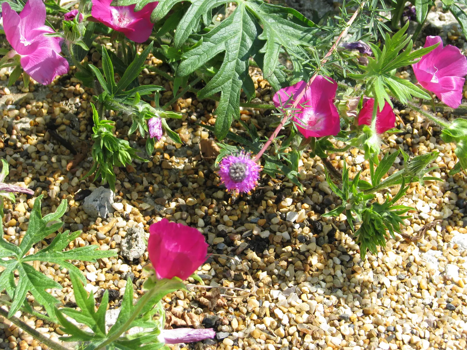 Poppy Mallow, Wine Cups (Callirhoe Involucrata) — ground cover / perennial with multi-colored and pink and purple blooms