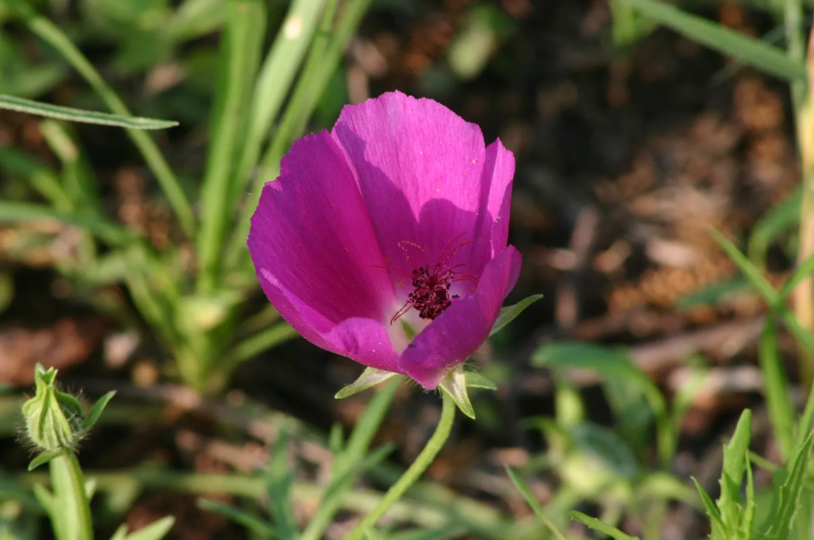 Poppy Mallow, Wine Cups (Callirhoe Involucrata) — Blooming from late spring to fall; commonly known as Poppy Mallow or Wine Cups