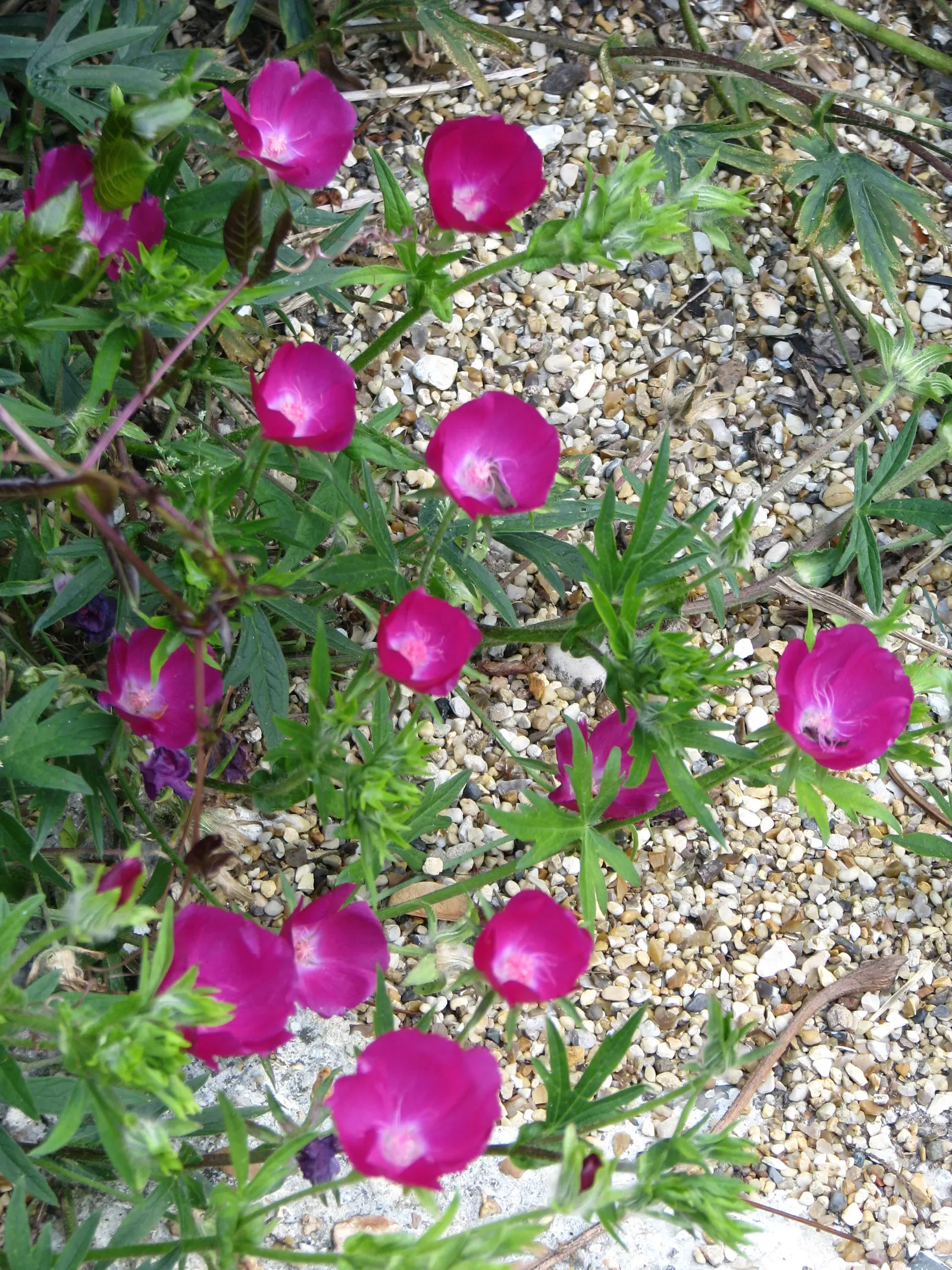 Poppy Mallow, Wine Cups (Callirhoe Involucrata) — commonly known as Poppy Mallow or Wine Cups; it's also favored by pollinators