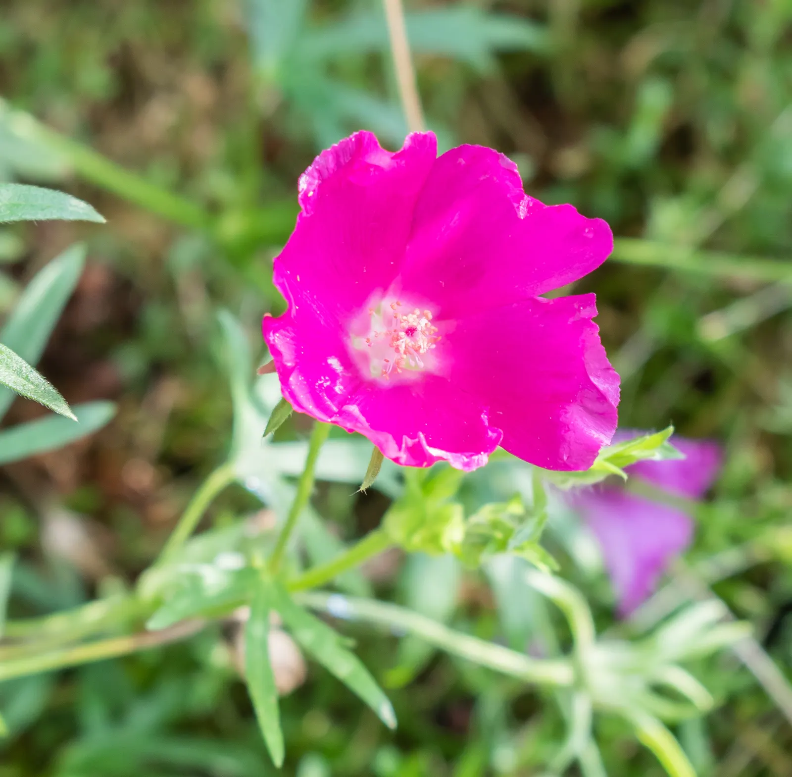 Poppy Mallow, Wine Cups (Callirhoe Involucrata) — ensuring that your garden remains a vibrant ecosystem teeming with life.<br>; also known as Wine Cups