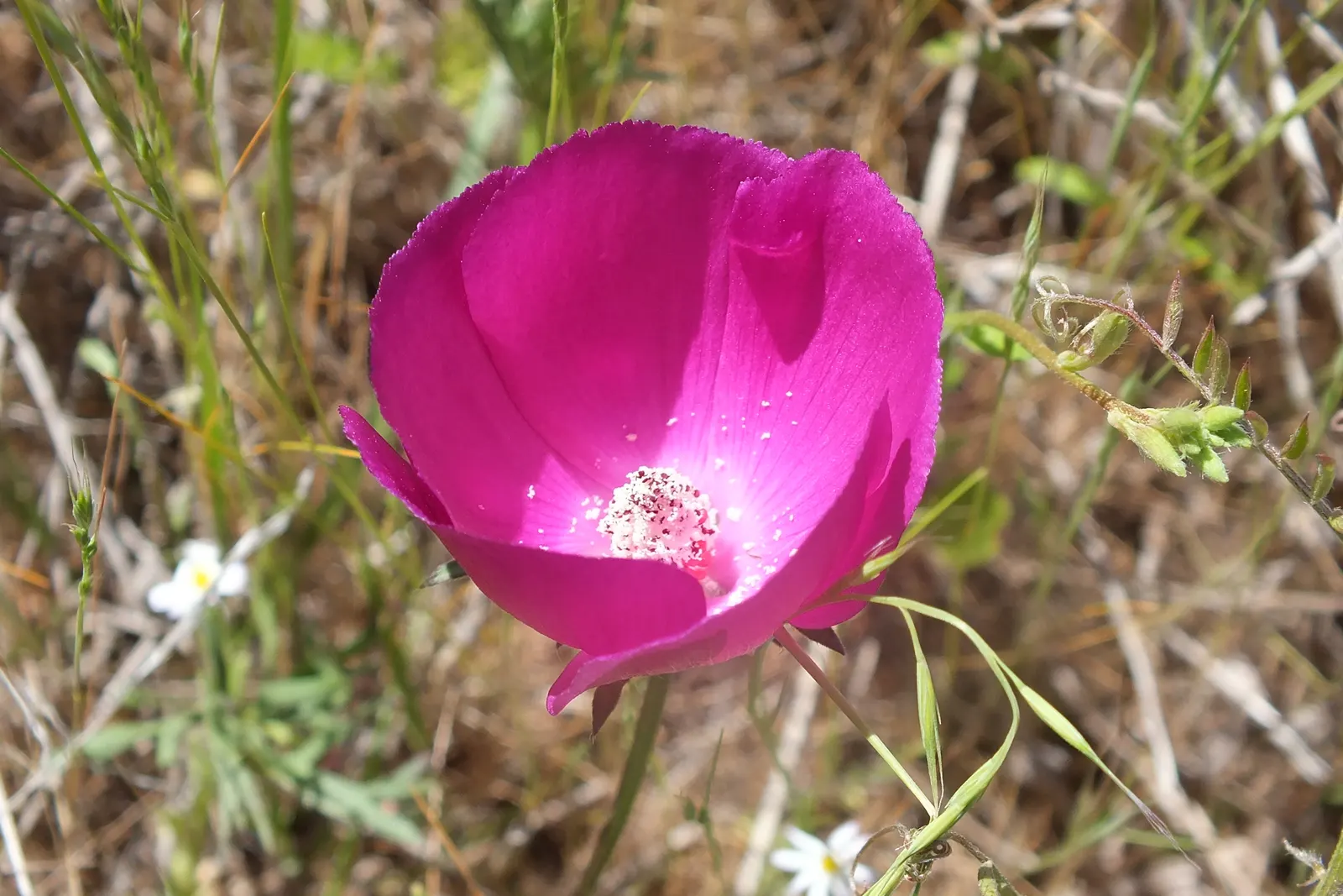 Poppy Mallow, Wine Cups (Callirhoe Involucrata) — Poppy Mallow requires well-drained soil