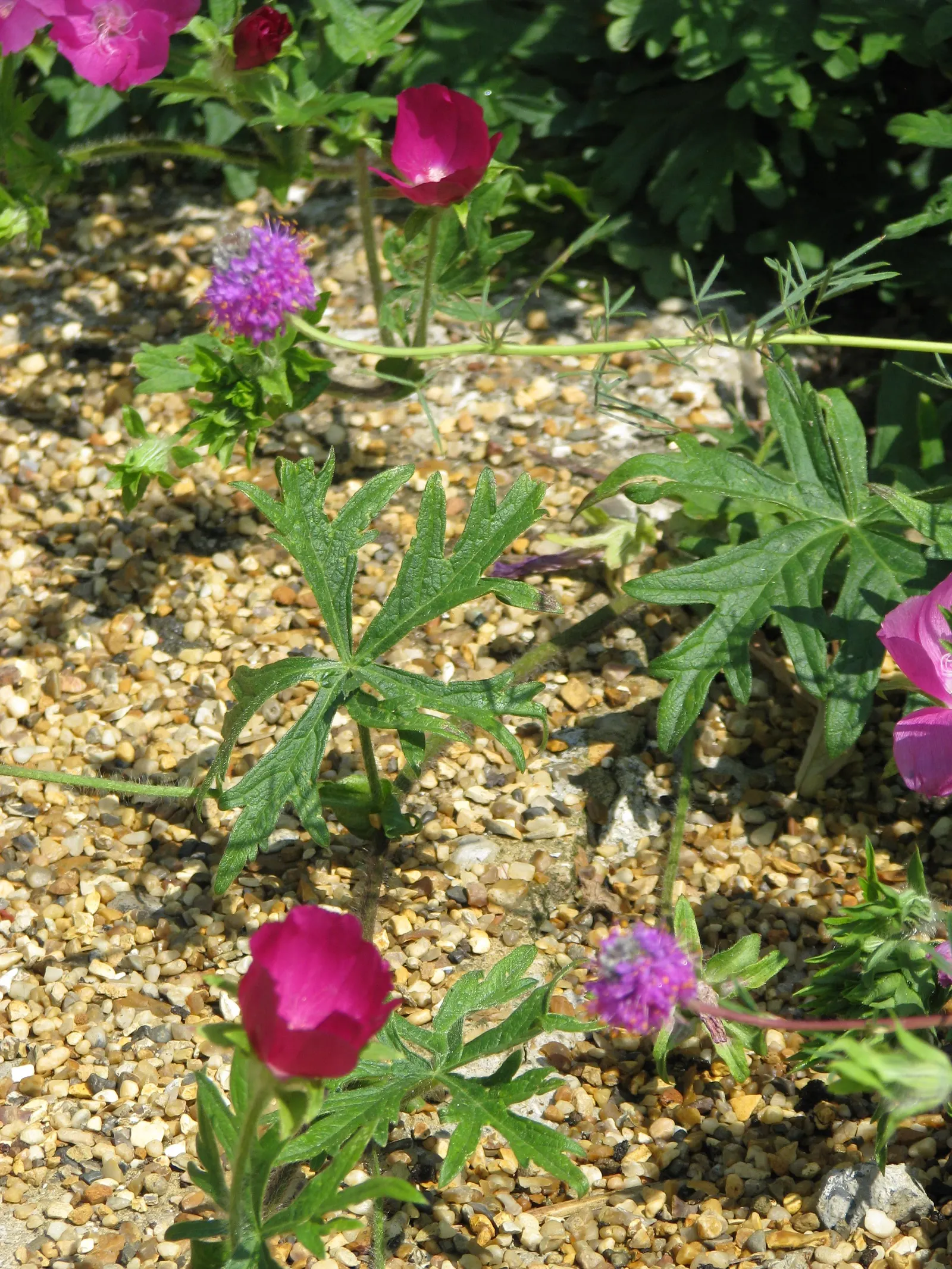 Poppy Mallow, Wine Cups (Callirhoe Involucrata) — commonly known as Poppy Mallow or Wine Cups