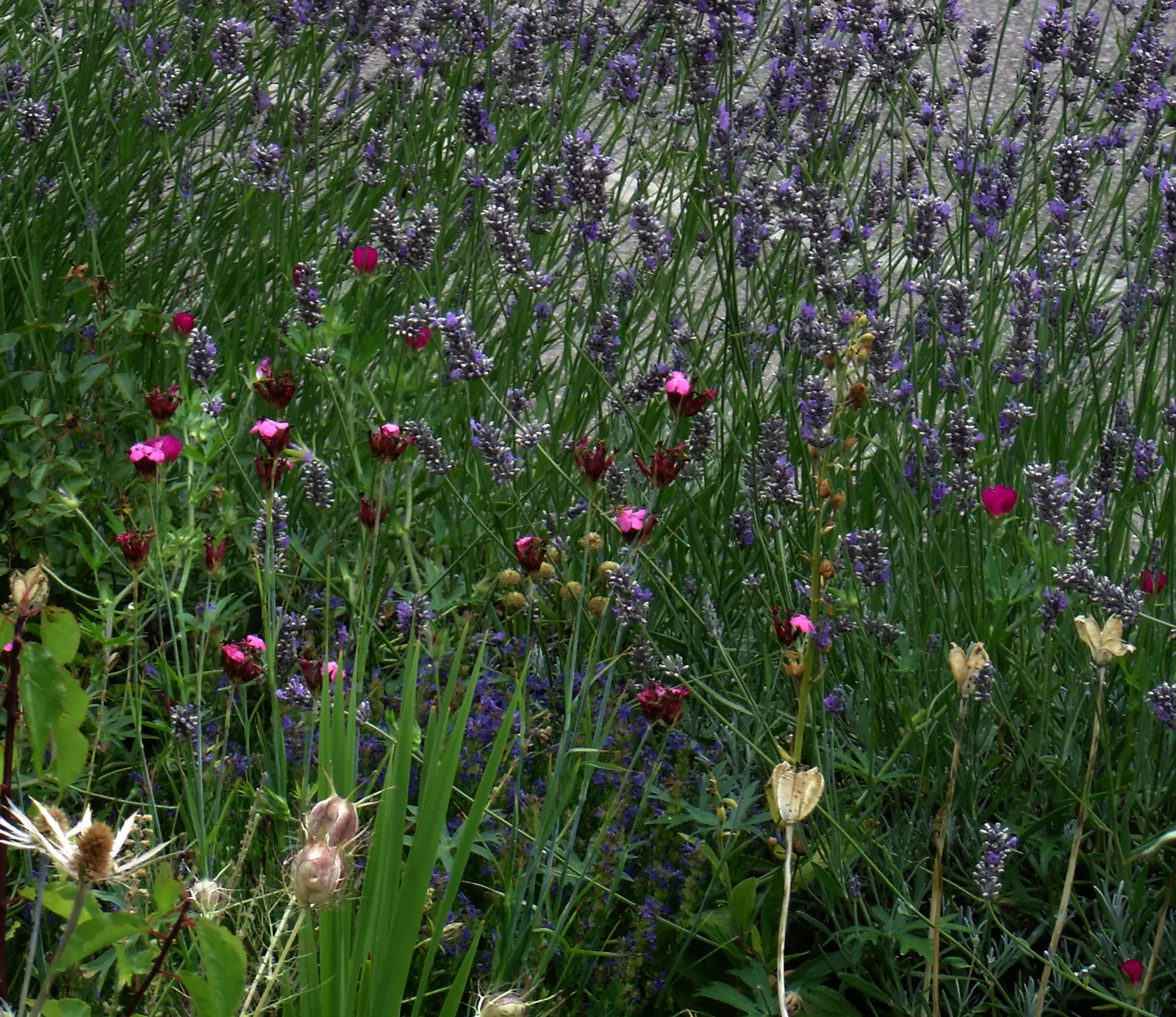 Poppy Mallow, Wine Cups (Callirhoe Involucrata) — it attracts pollinators while adding bold color to xeriscapes and rock gardens