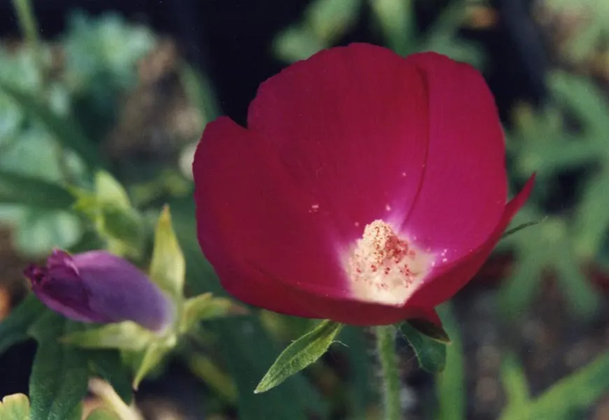 Poppy Mallow, Wine Cups (Callirhoe Involucrata) — is an enchanting native perennial that graces many North American gardens with its vivid; its trailing stems