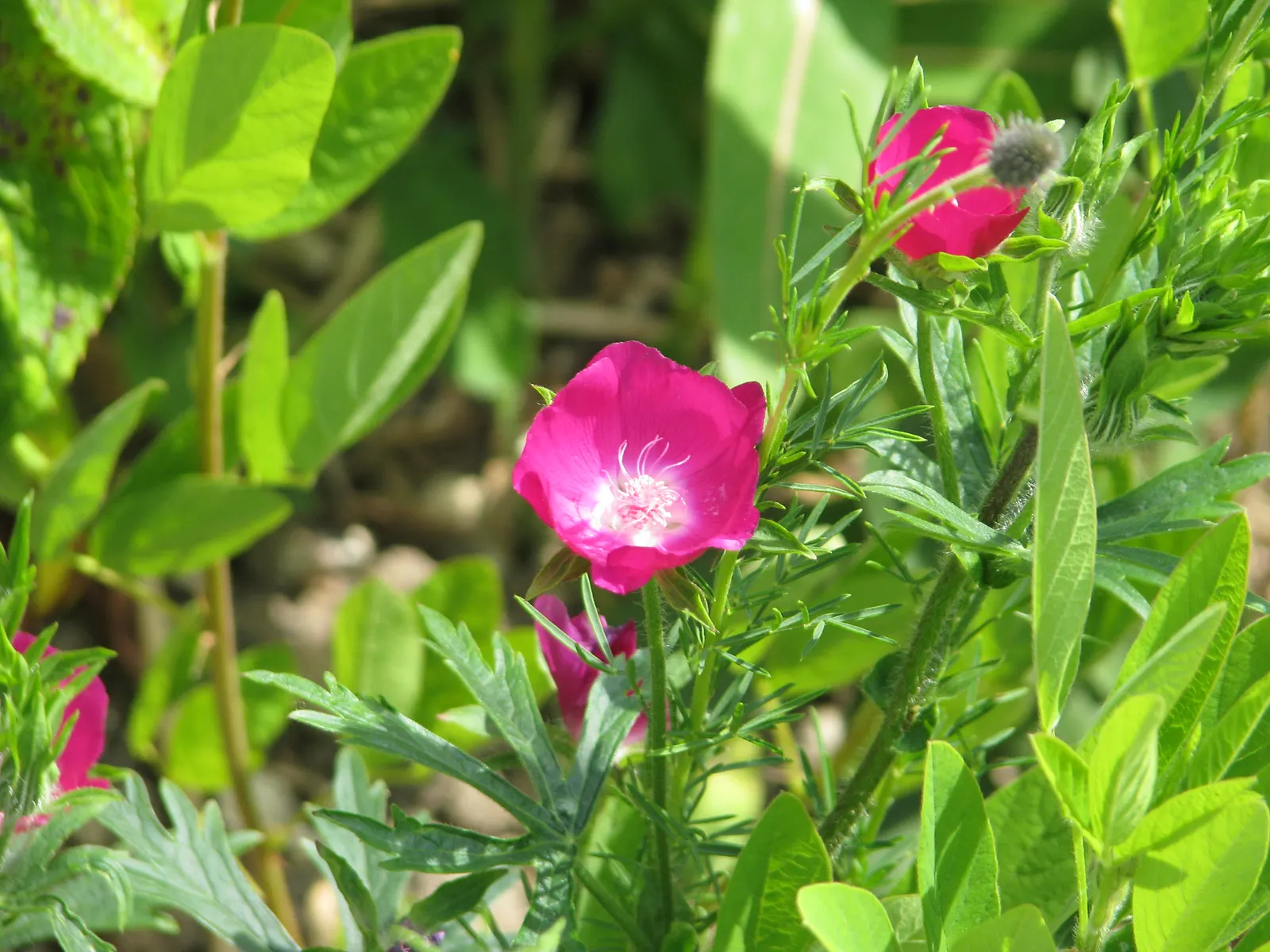 Poppy Mallow, Wine Cups (Callirhoe Involucrata) — it attracts pollinators while adding bold color to xeriscapes and rock gardens; it bursts forth with flowers