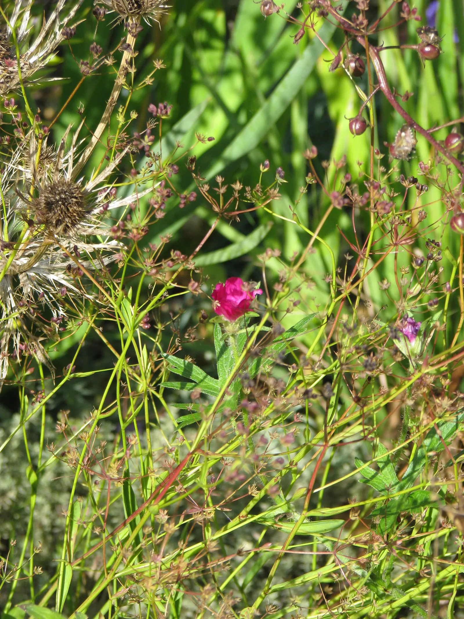 Poppy Mallow, Wine Cups (Callirhoe Involucrata) — is a perennial groundcover that boasts vibrant magenta blooms resembling cups; with a modest height typically
