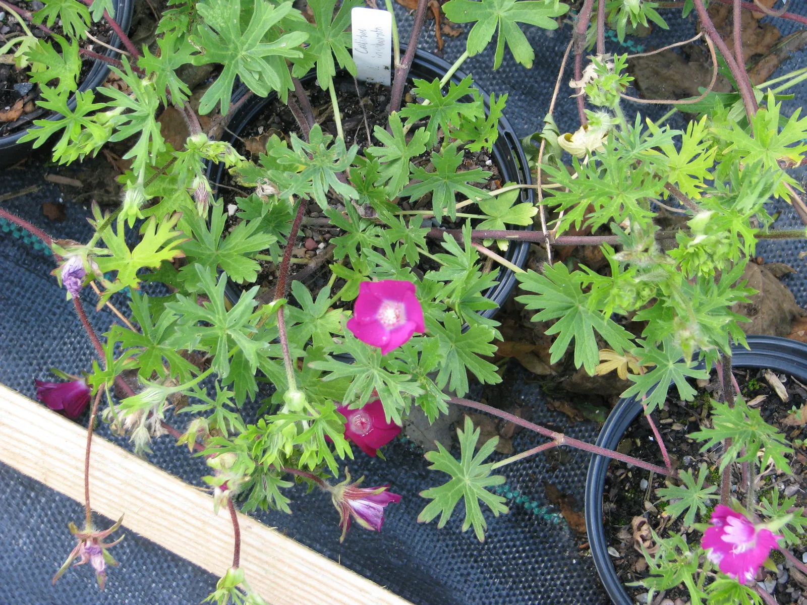 Poppy Mallow, Wine Cups (Callirhoe Involucrata) — it's also favored by pollinators