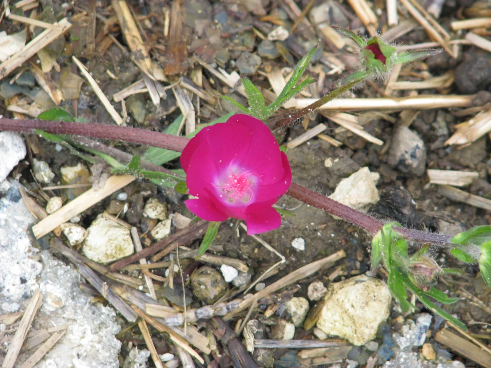Poppy Mallow, Wine Cups (Callirhoe Involucrata) — Blooming from late spring to fall