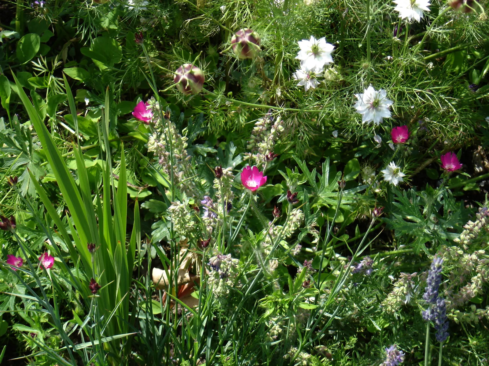 Poppy Mallow, Wine Cups (Callirhoe Involucrata) — also known as Wine Cups (Callirhoe involucrata)