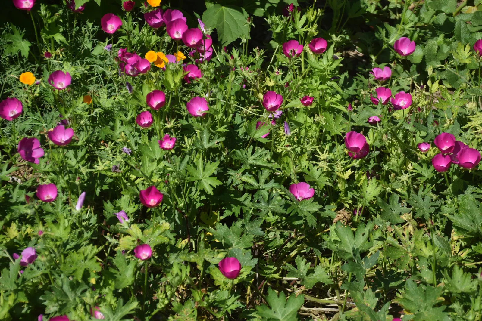 Poppy Mallow, Wine Cups (Callirhoe Involucrata) — ground cover / perennial for full