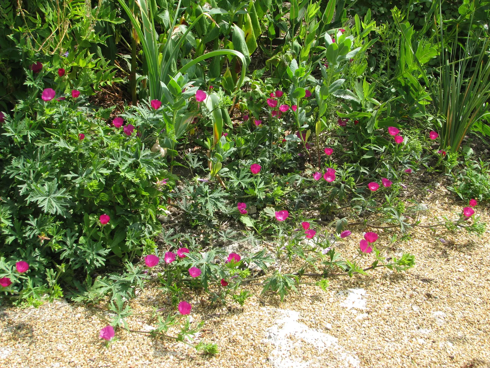 Poppy Mallow, Wine Cups (Callirhoe Involucrata) — it bursts forth with flowers up to 2 inches across