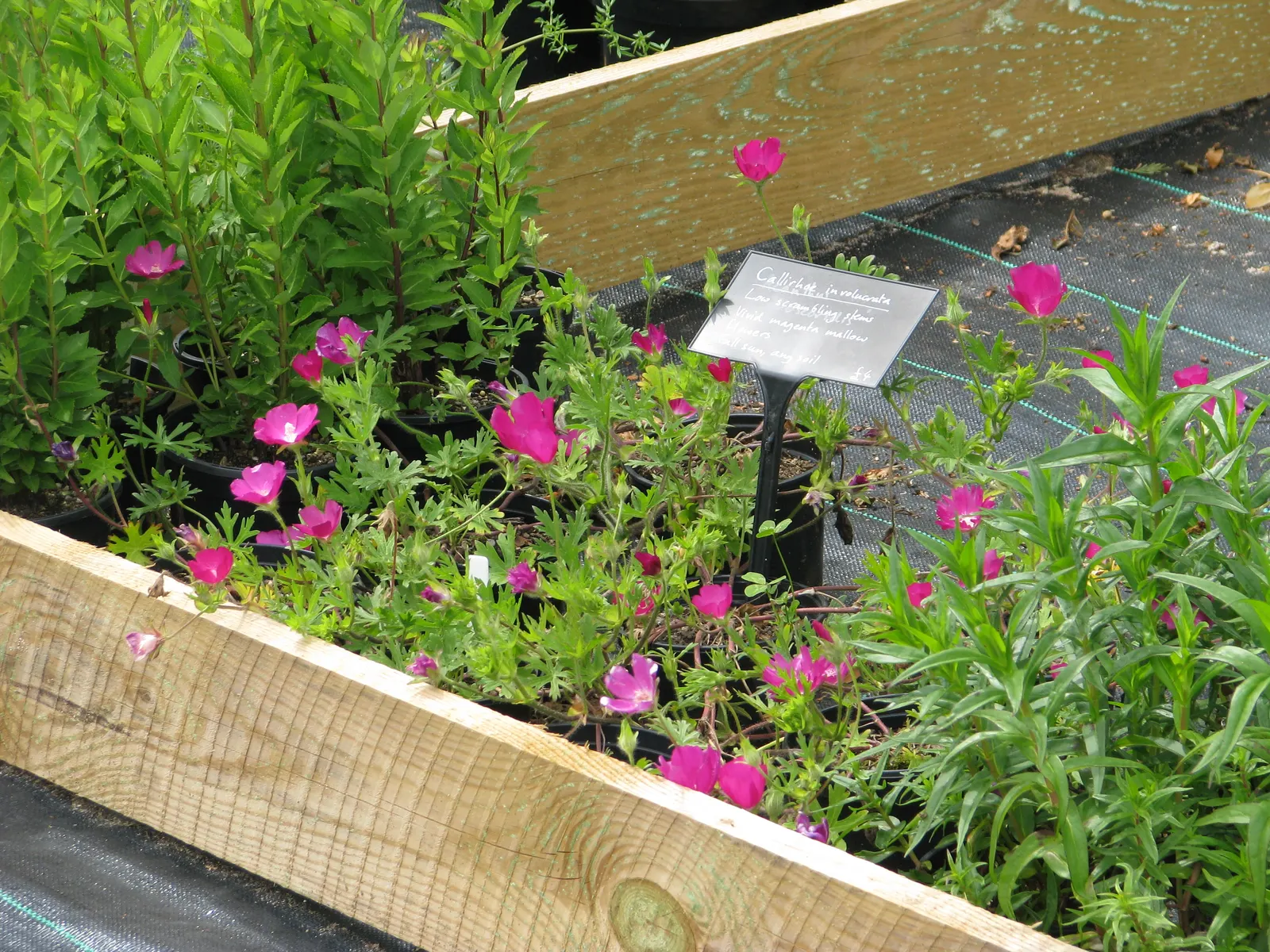 Poppy Mallow, Wine Cups (Callirhoe Involucrata) — adding dynamic color and texture to the garden; its deeply lobed, palmate leaves are rich green in color