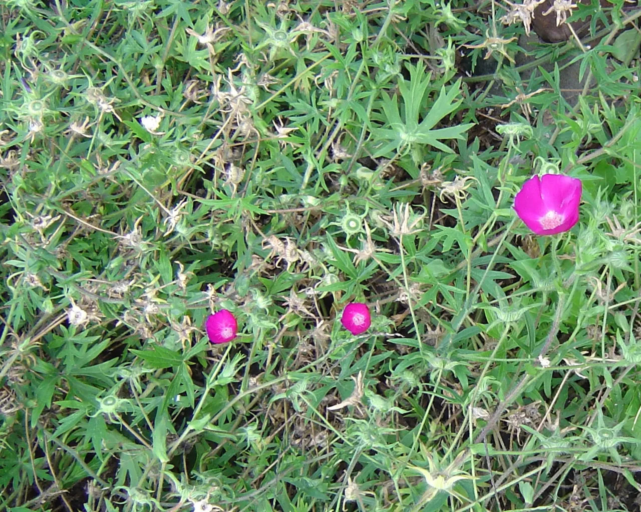 Poppy Mallow, Wine Cups (Callirhoe Involucrata) — multi-colored and pink and purple flowers in the garden